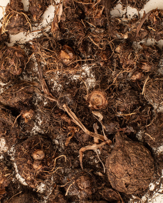 Kaládium (caladium) mix - návod na výsev