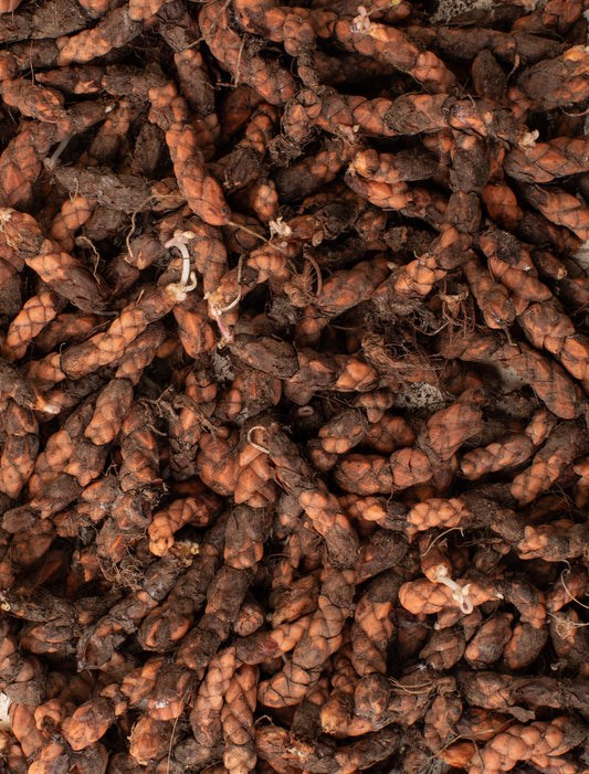 Šťavel trojhranný (oxalis triangularis) - návod na výsev