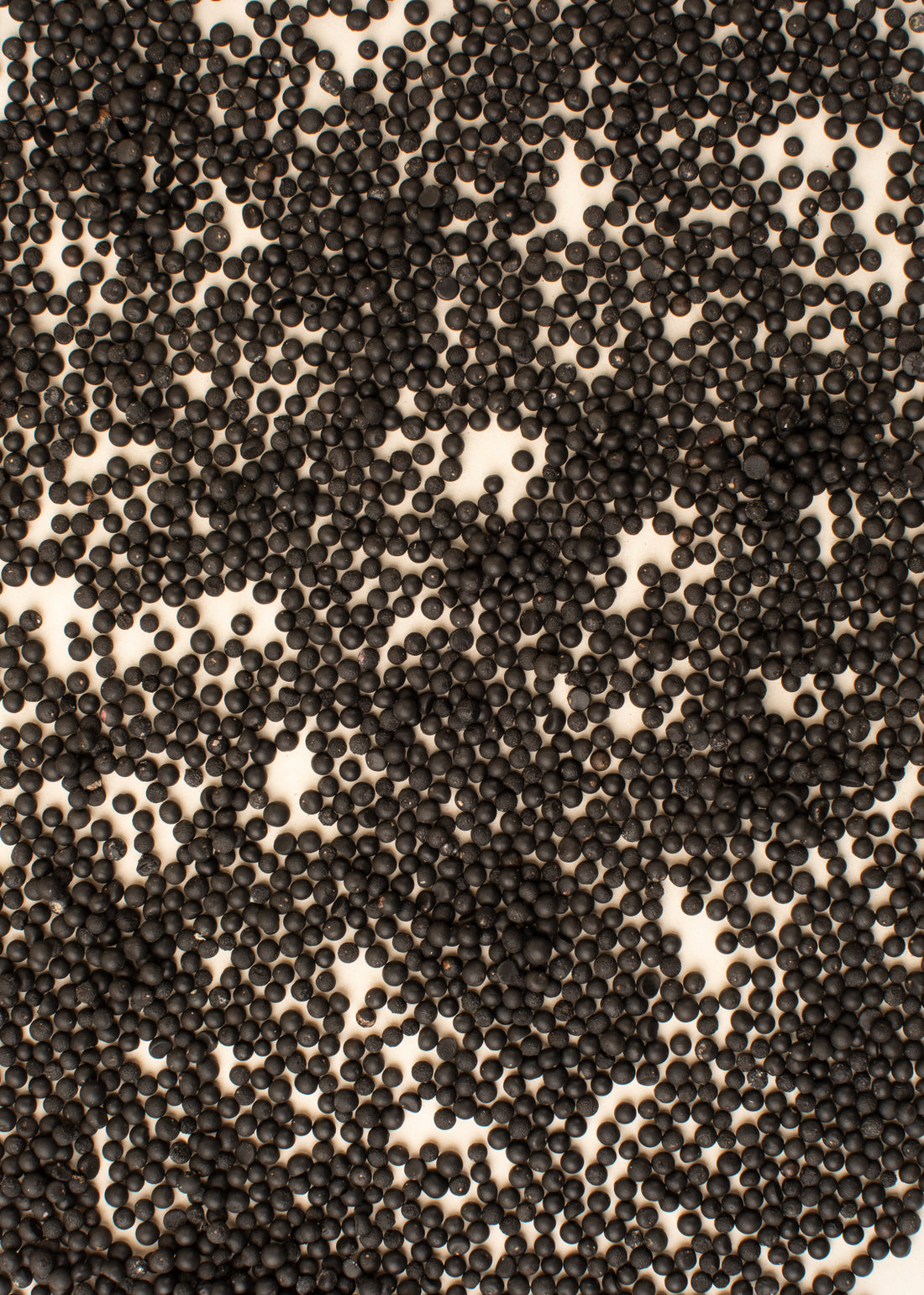 Africká kopřiva (coleus) - návod na výsev