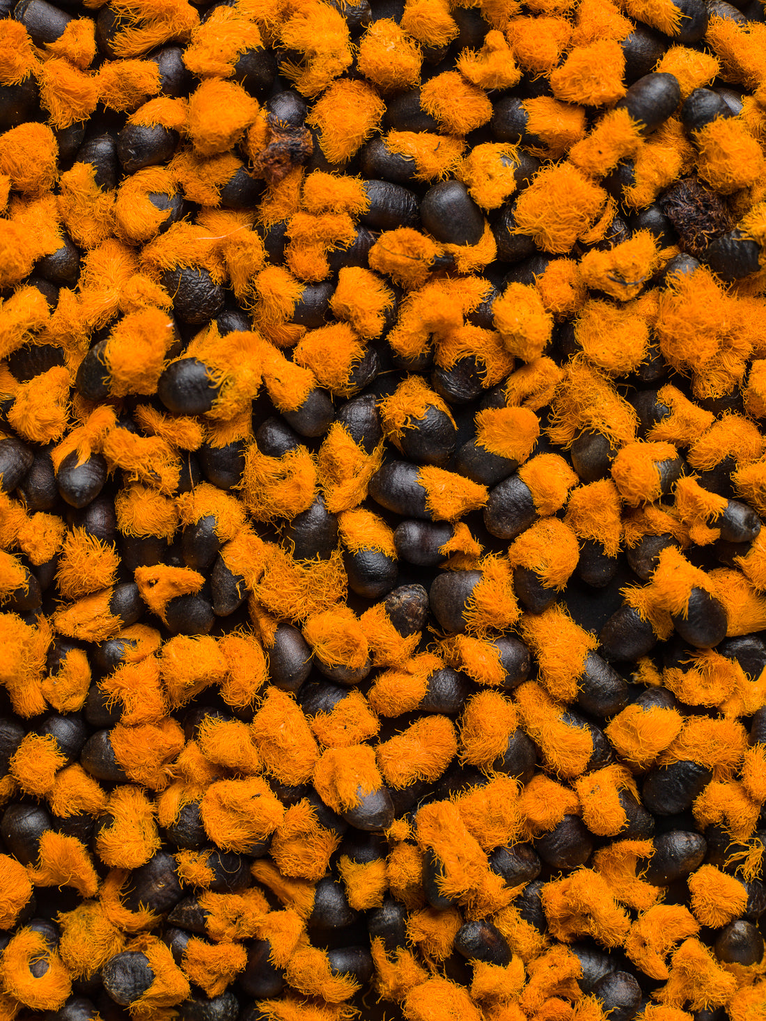 Strelície nikolai (strelitzia nicolai) - návod na výsev