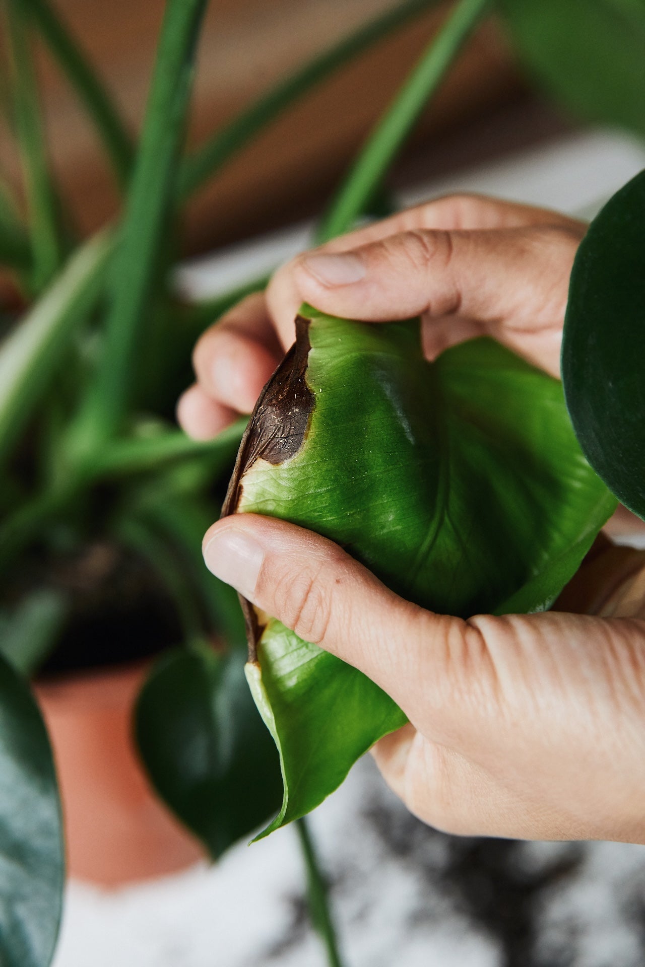 Kvítková konzultace - problémy s rostlinami