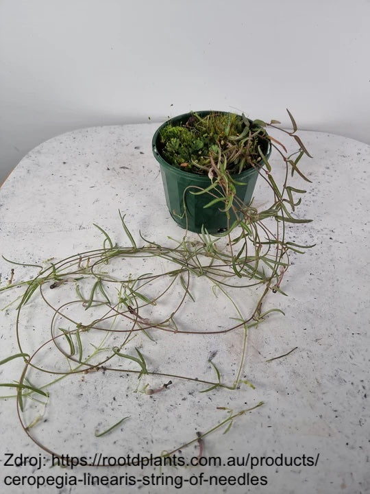 Semena: Ceropegia linearis #slowplant