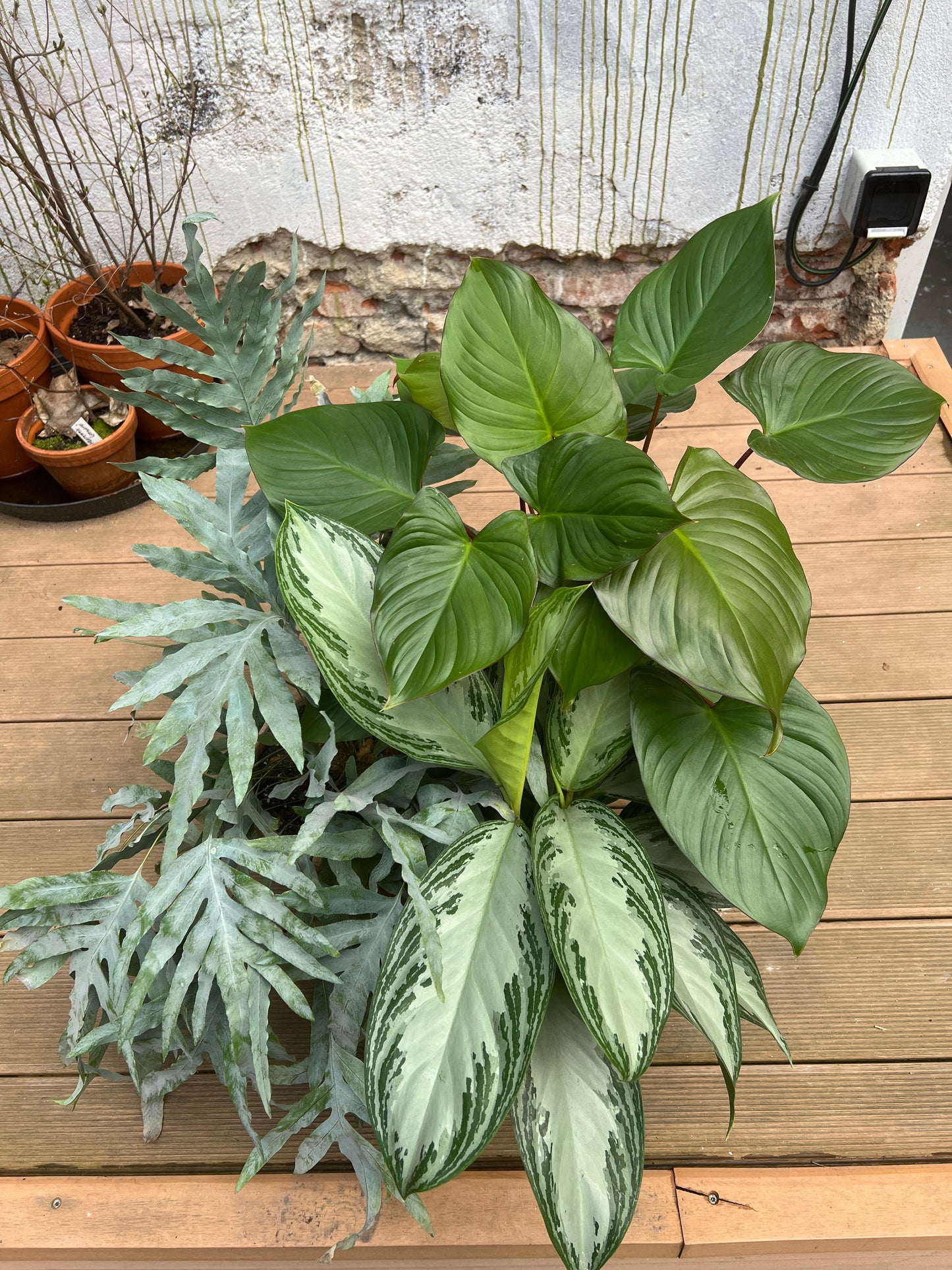 Homalomena rubescens Maggy