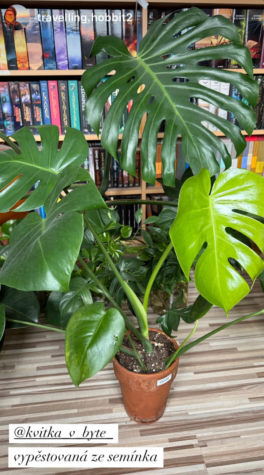 Semena: Monstera deliciosa