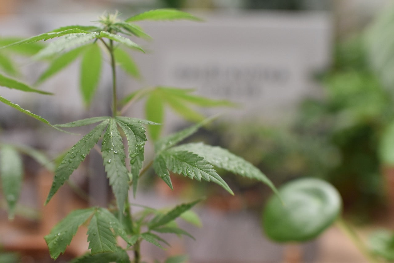 Silver Haze CBG Bonghemia klon