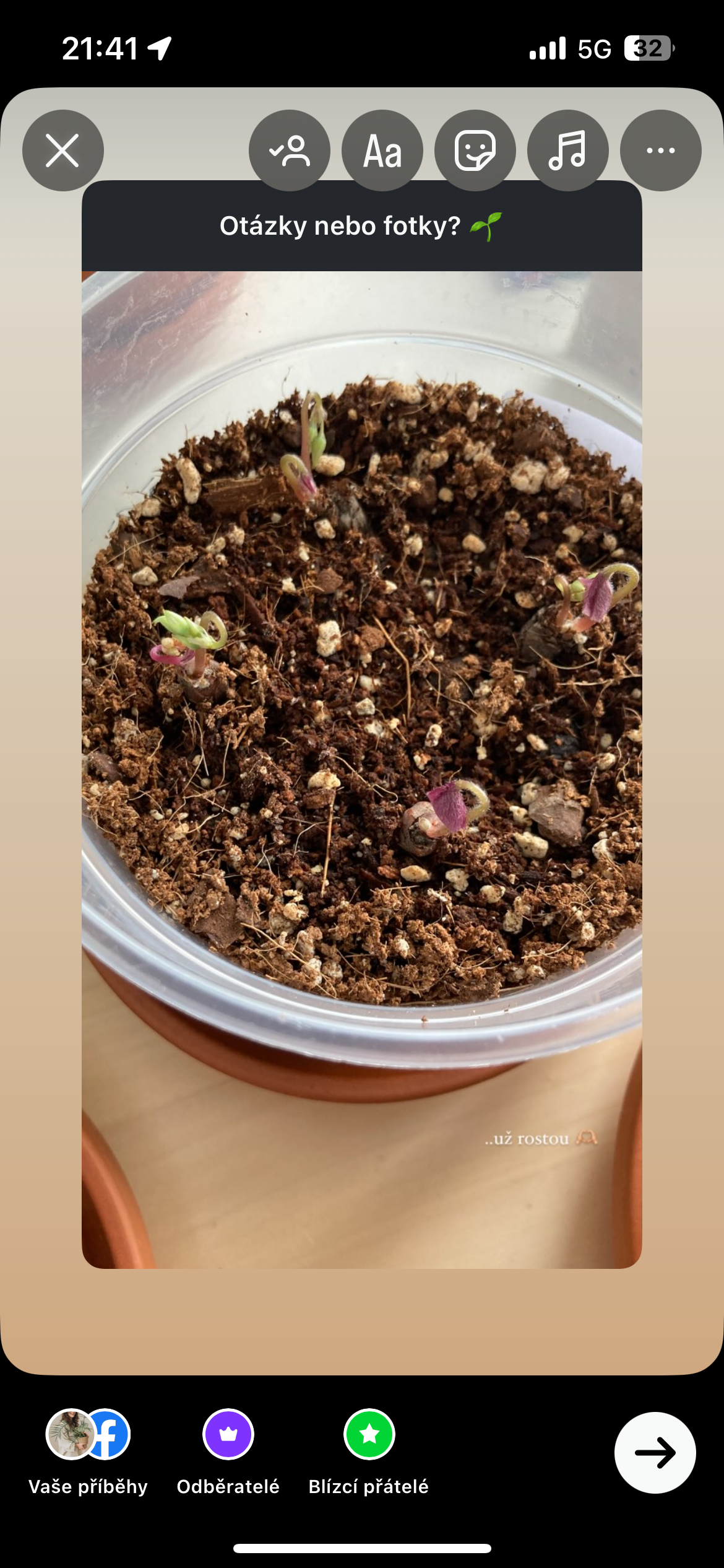 Hlízy: Šťavel trojhranný (oxalis triangularis) #slowplant