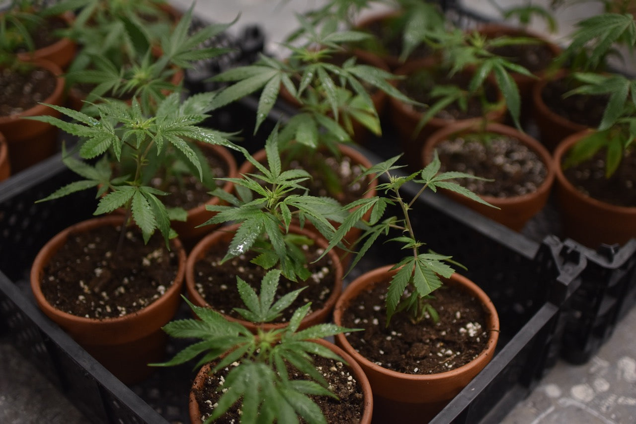 Silver Haze CBG Bonghemia klon