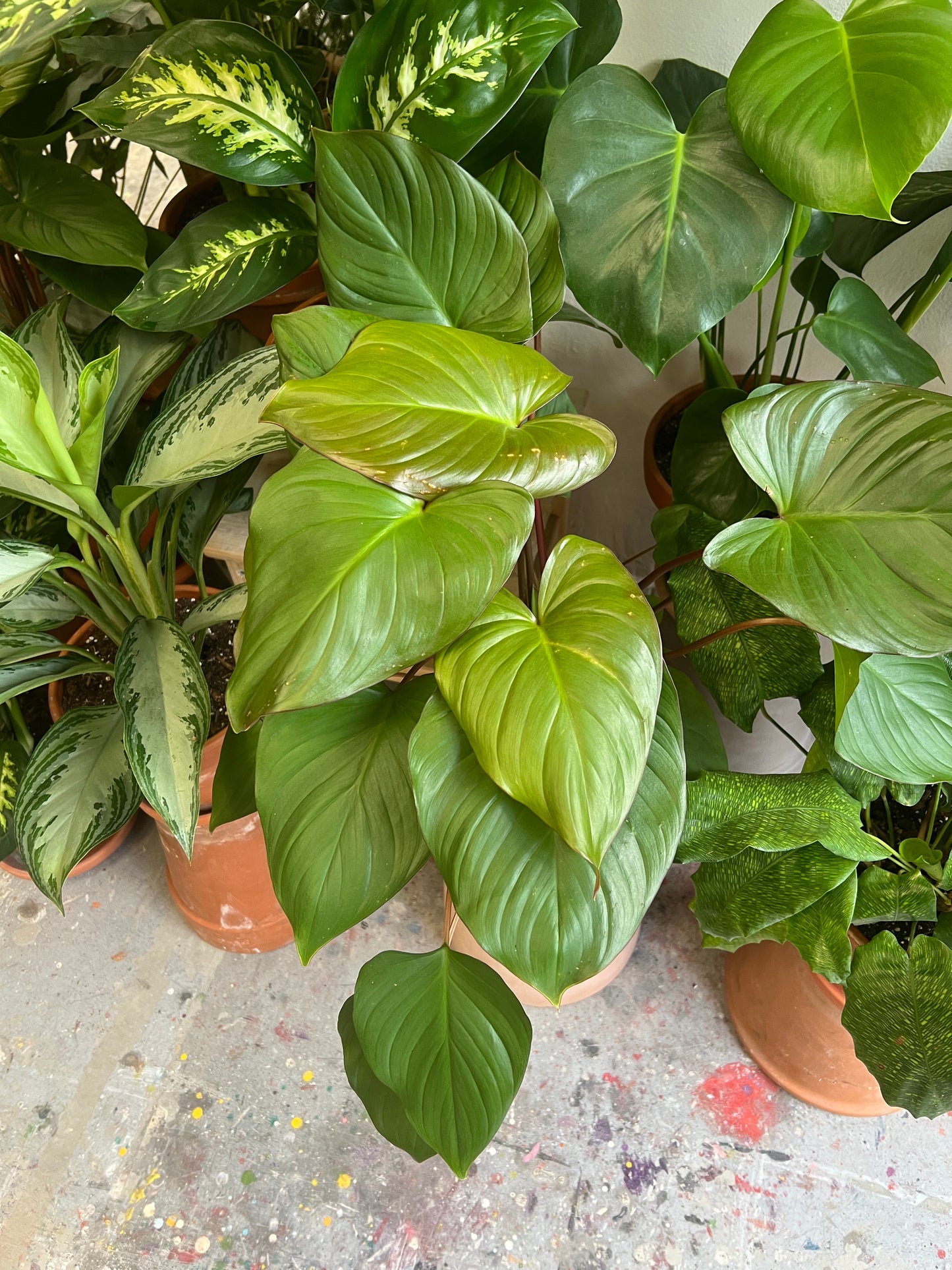 Homalomena rubescens Maggy