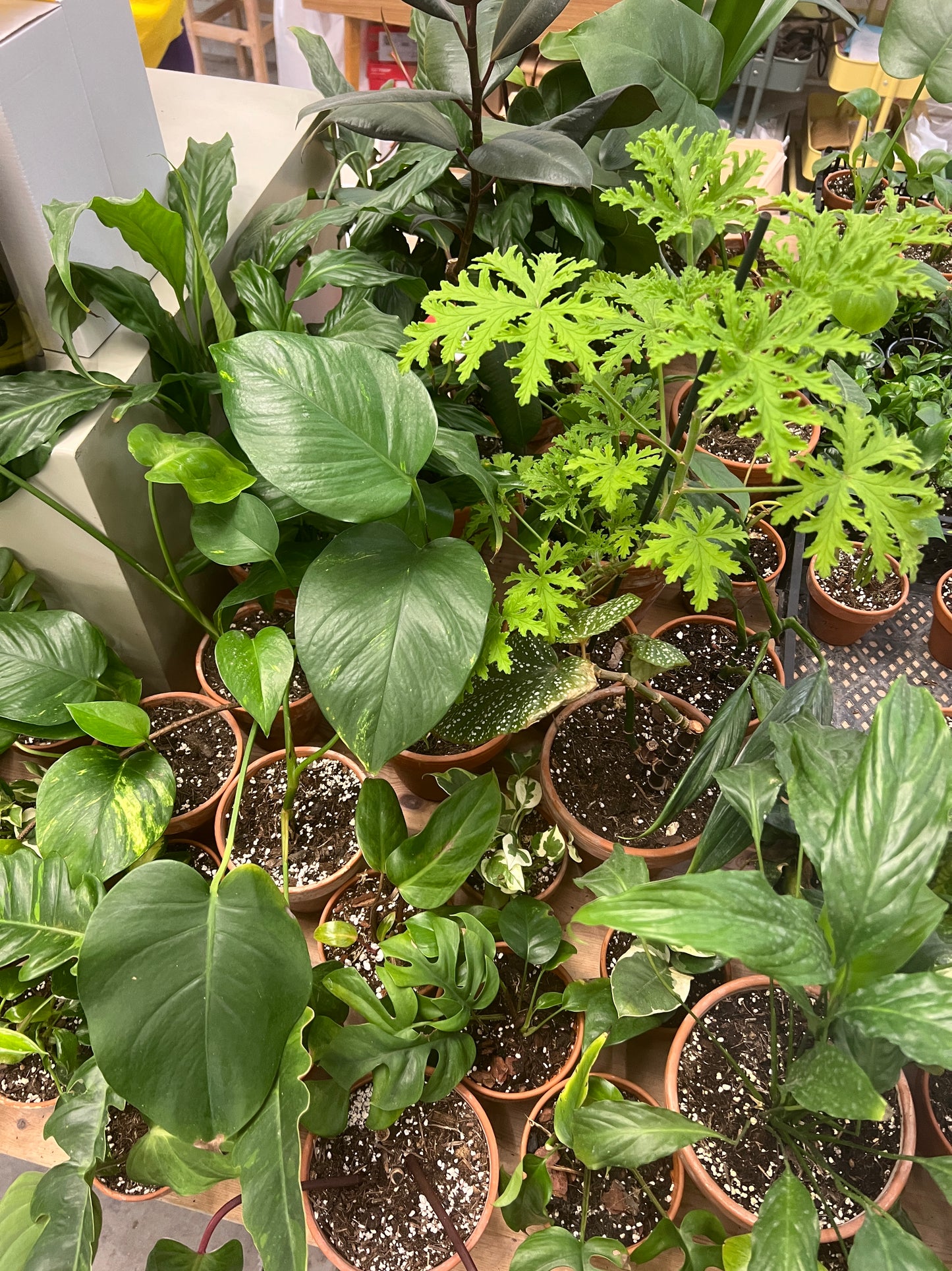 Bazarové kvítko #slowplant náhodný výběr