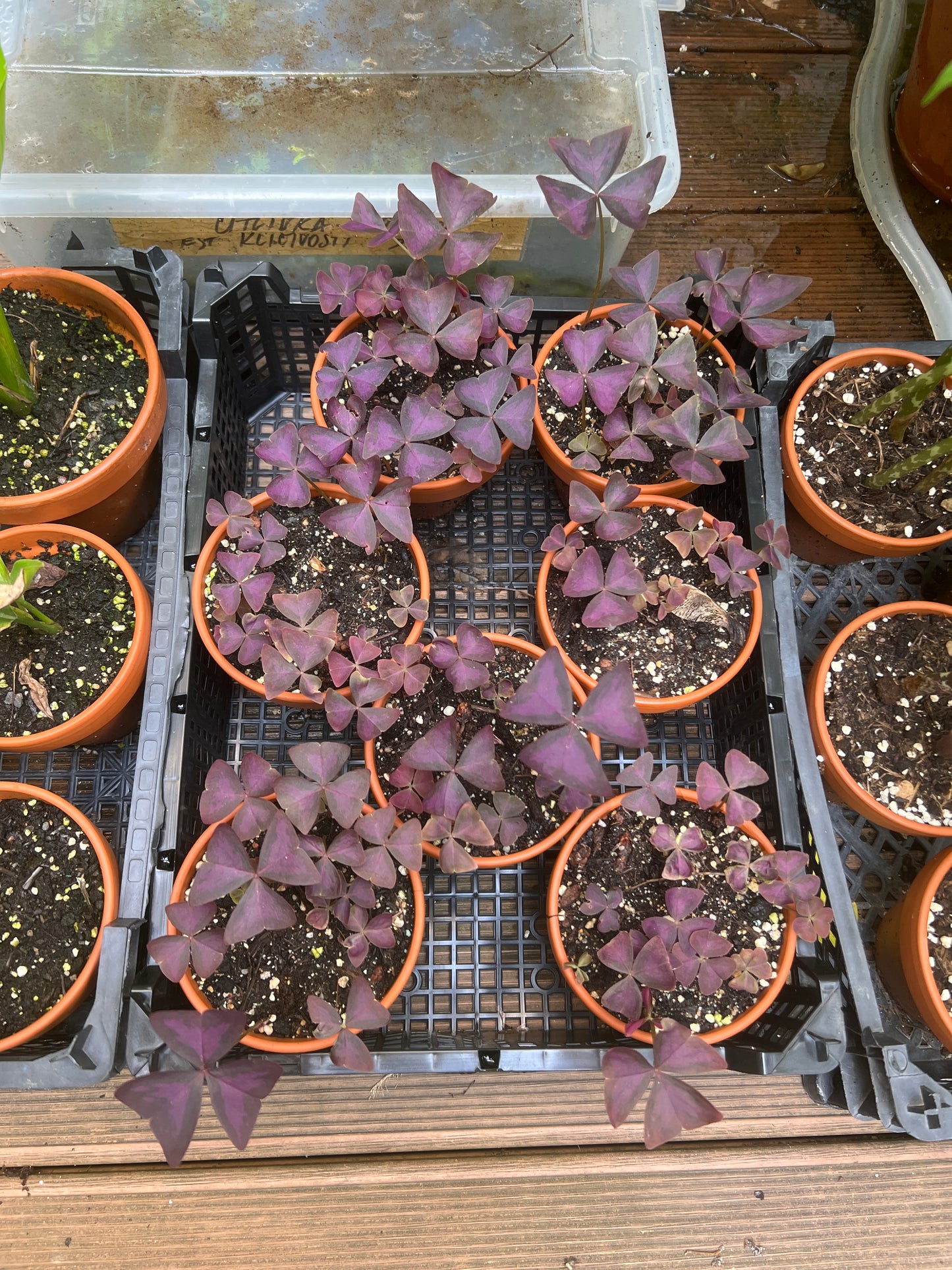 Oxalis triangularis