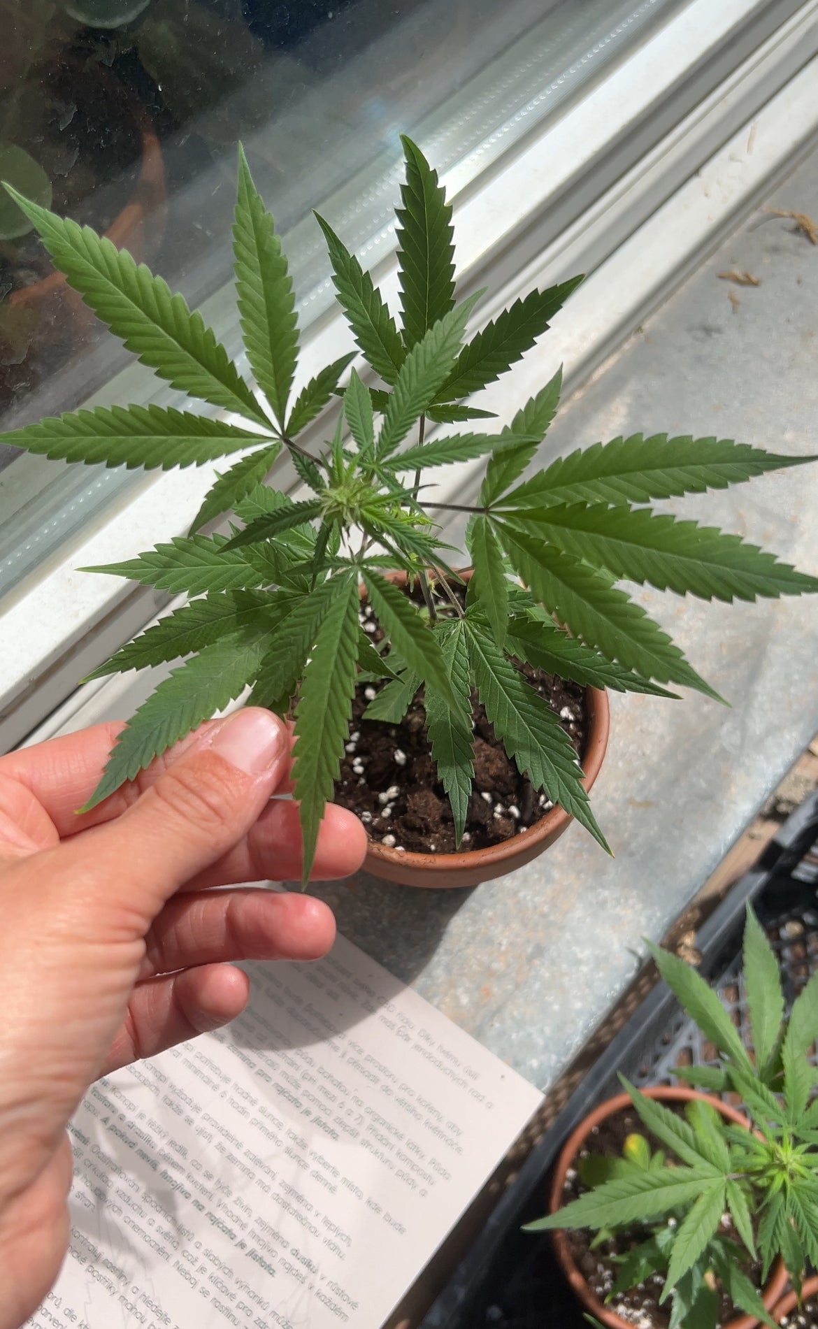 Silver Haze CBG Bonghemia klon
