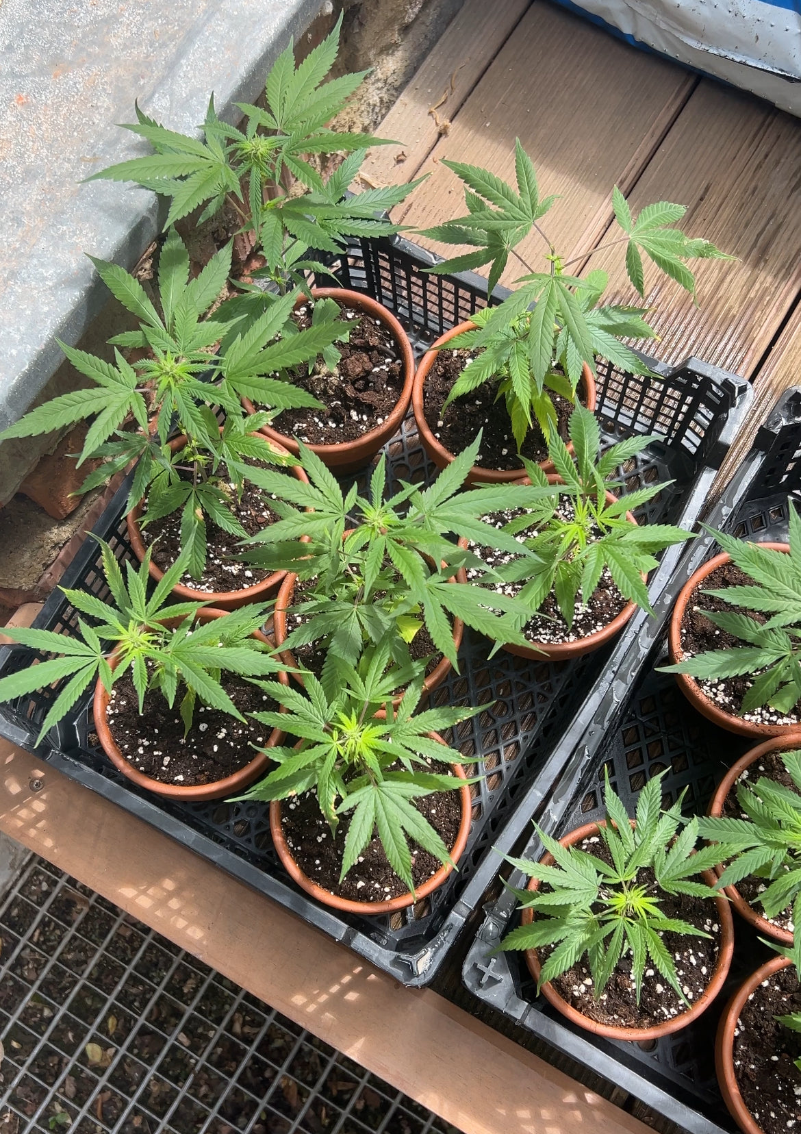 Silver Haze CBG Bonghemia klon