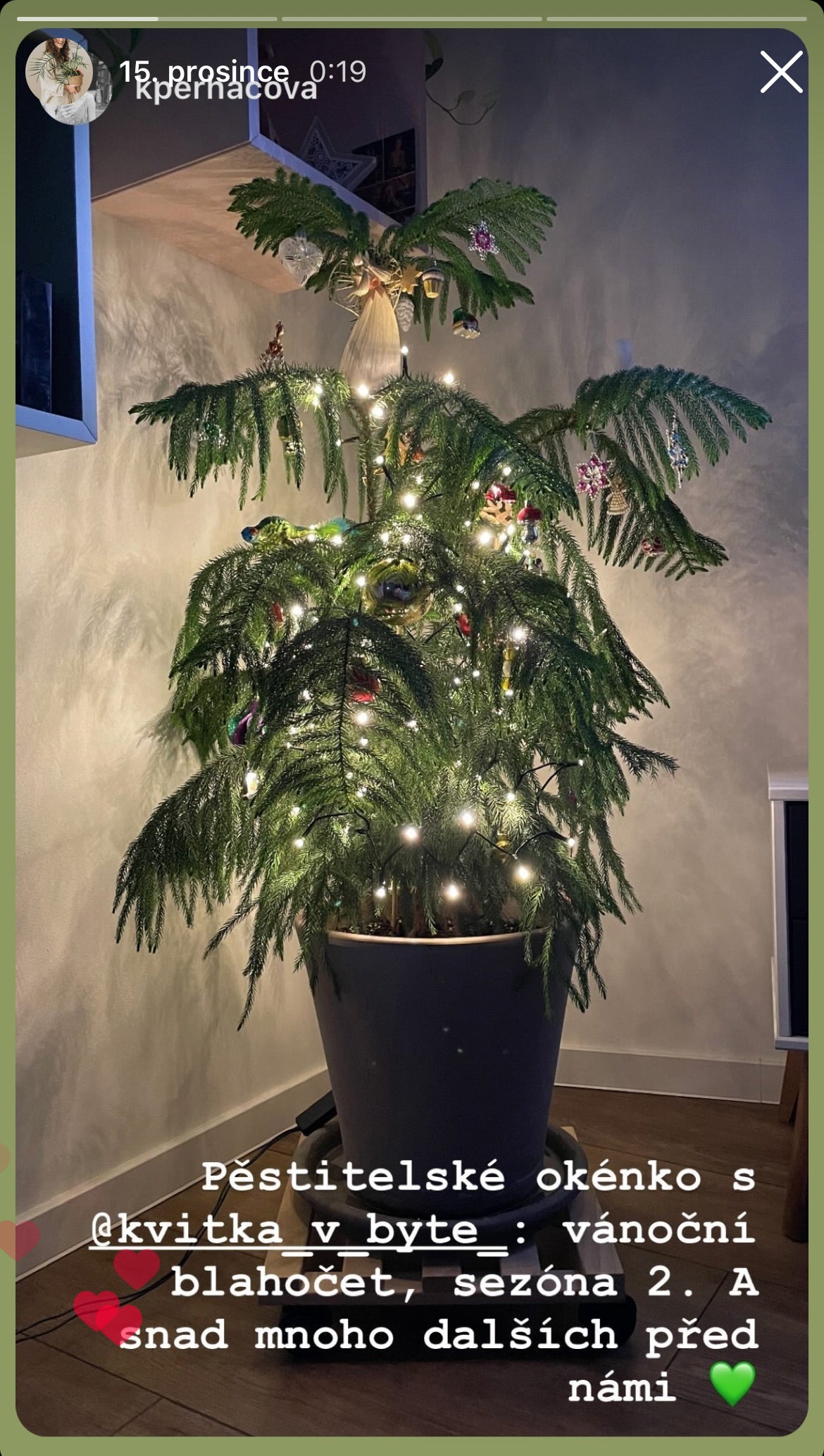 Araucaria heterophylla (Blahočet ztepilý)