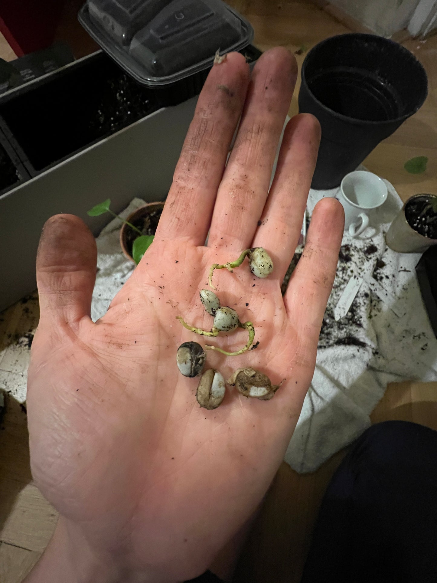 Semena: Kávovník arabský (coffea arabica)