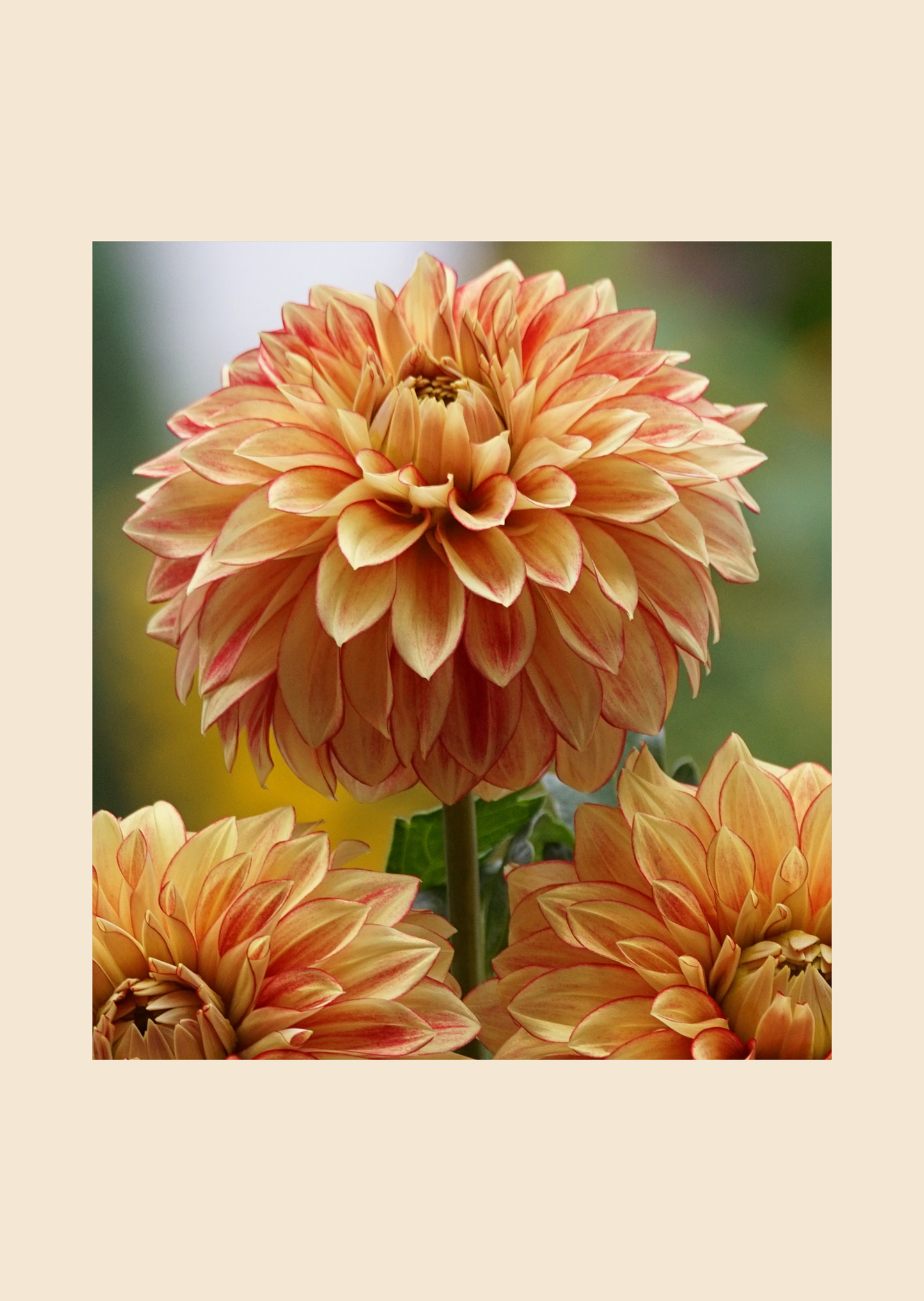 Hlíza jiřiny Lake Ontario