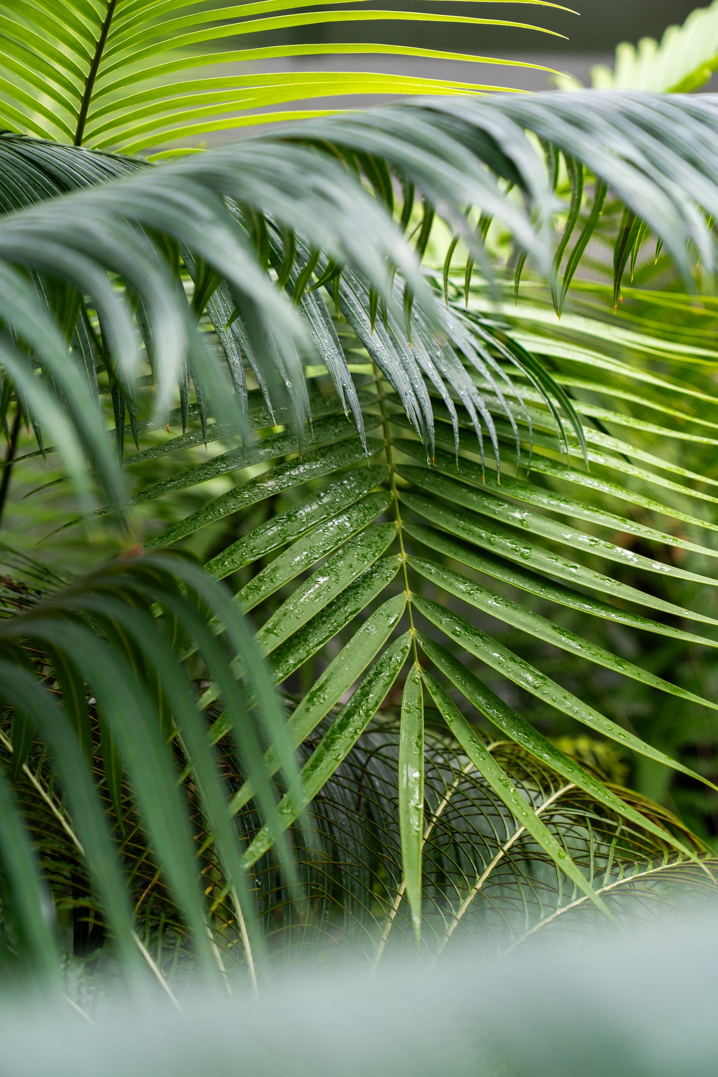 Návrh ozelenění bytu/kanceláře