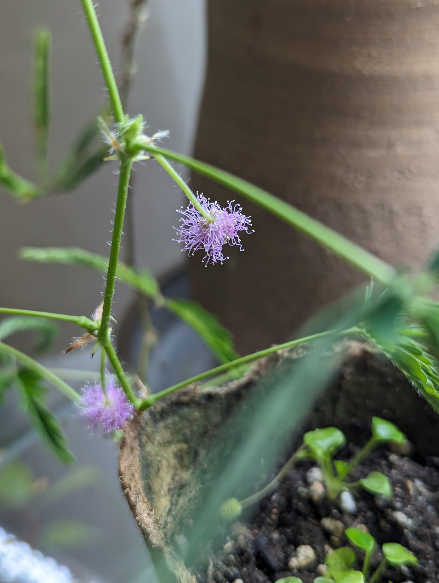 Semena: Citlivka stydlivá (mimosa pudica)