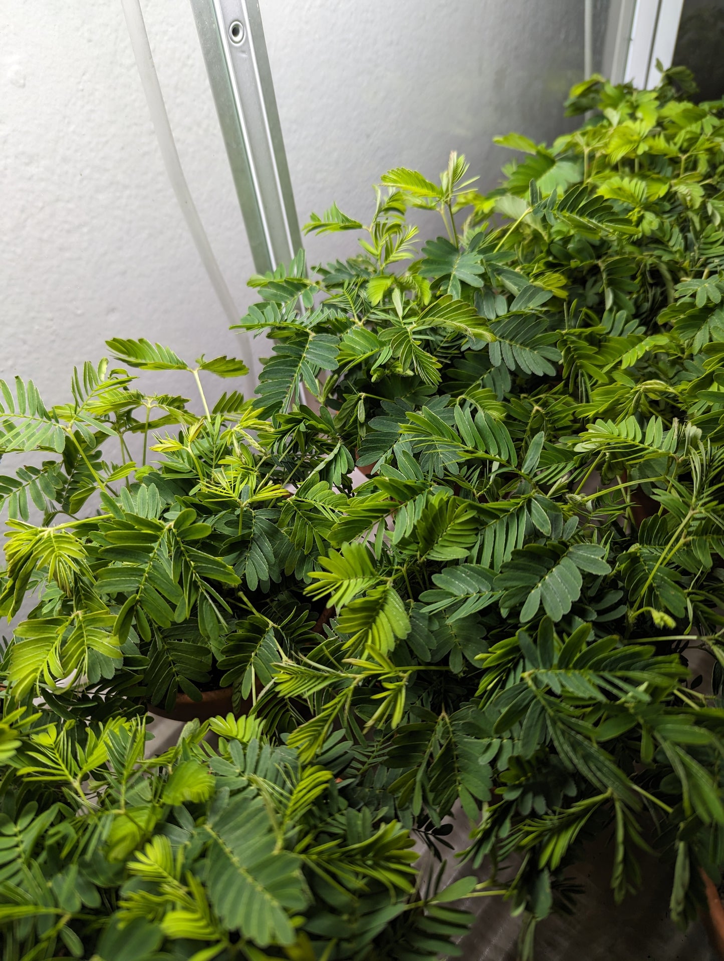 Semena: Citlivka stydlivá (mimosa pudica)