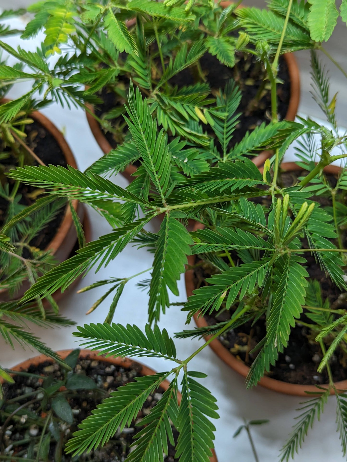 Semena: Citlivka stydlivá (mimosa pudica)