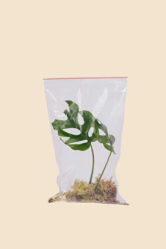 Řízek Rhaphidophora tetrasperma