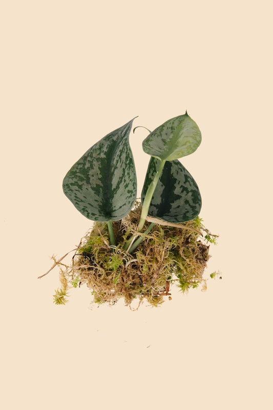 Řízek Scindapsus pictus Exotica