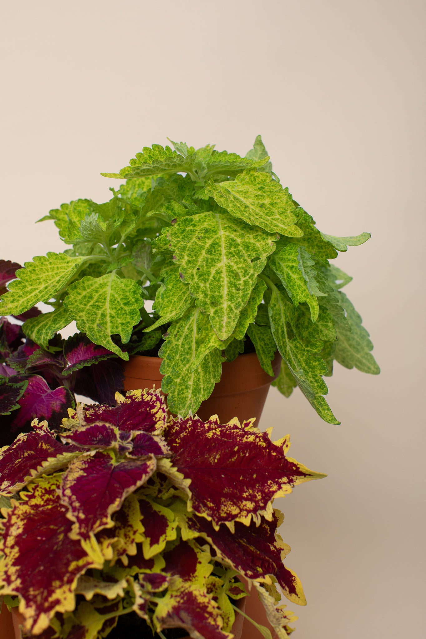 Semena: Africká kopřiva (coleus)