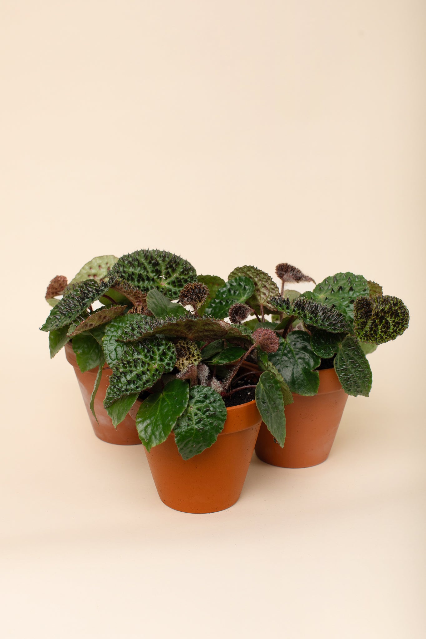 Begonia ferox