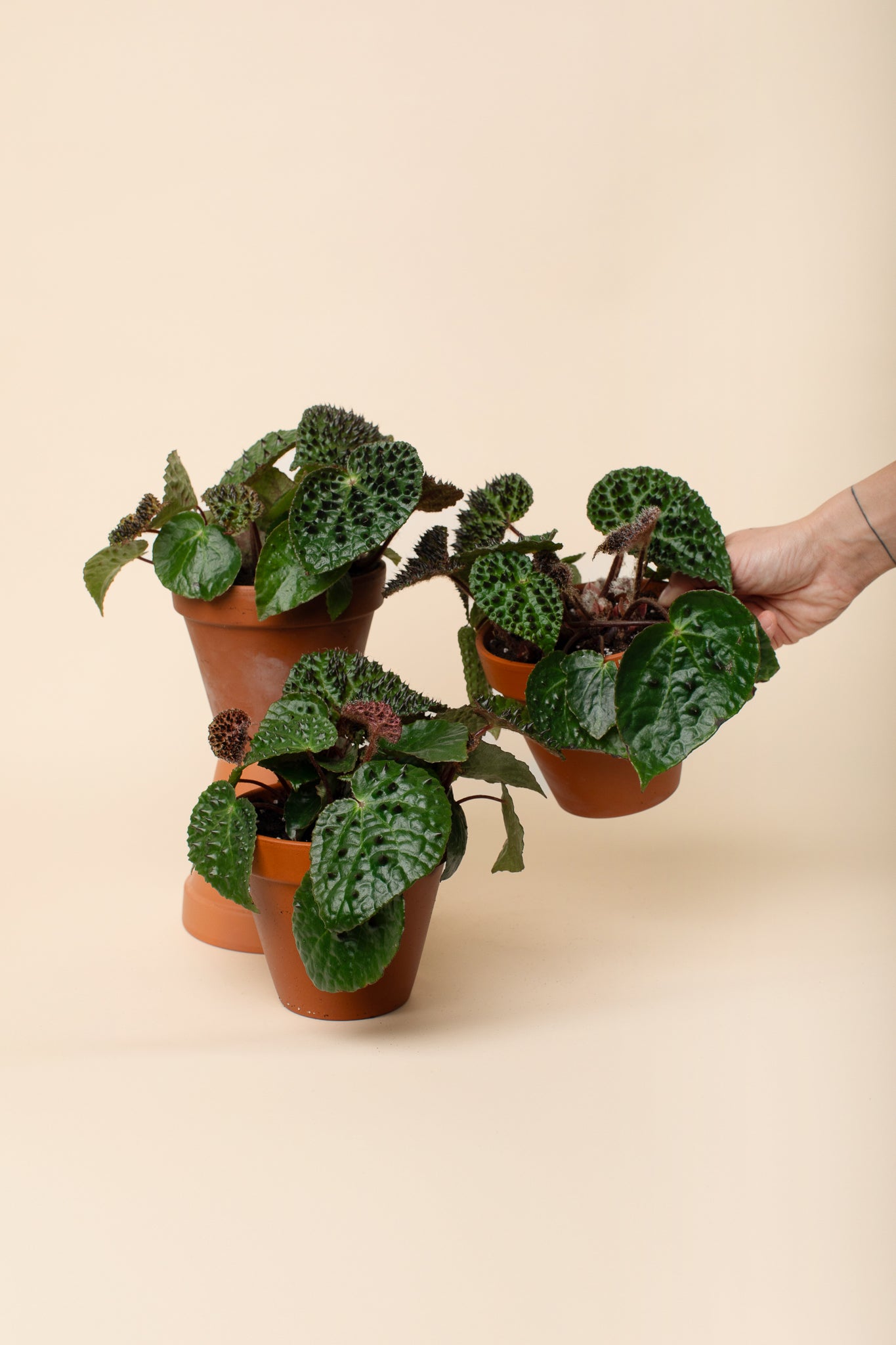 Begonia ferox