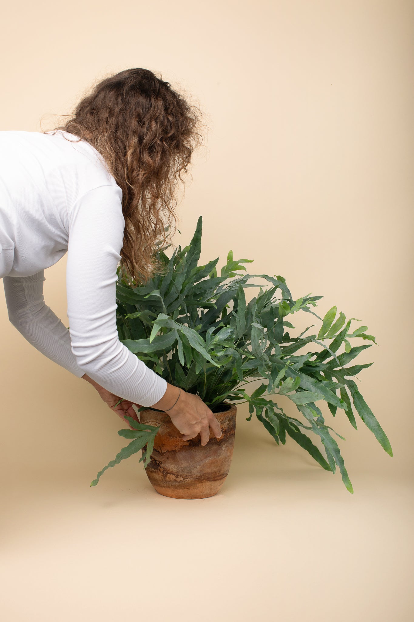 Phlebodium aureum