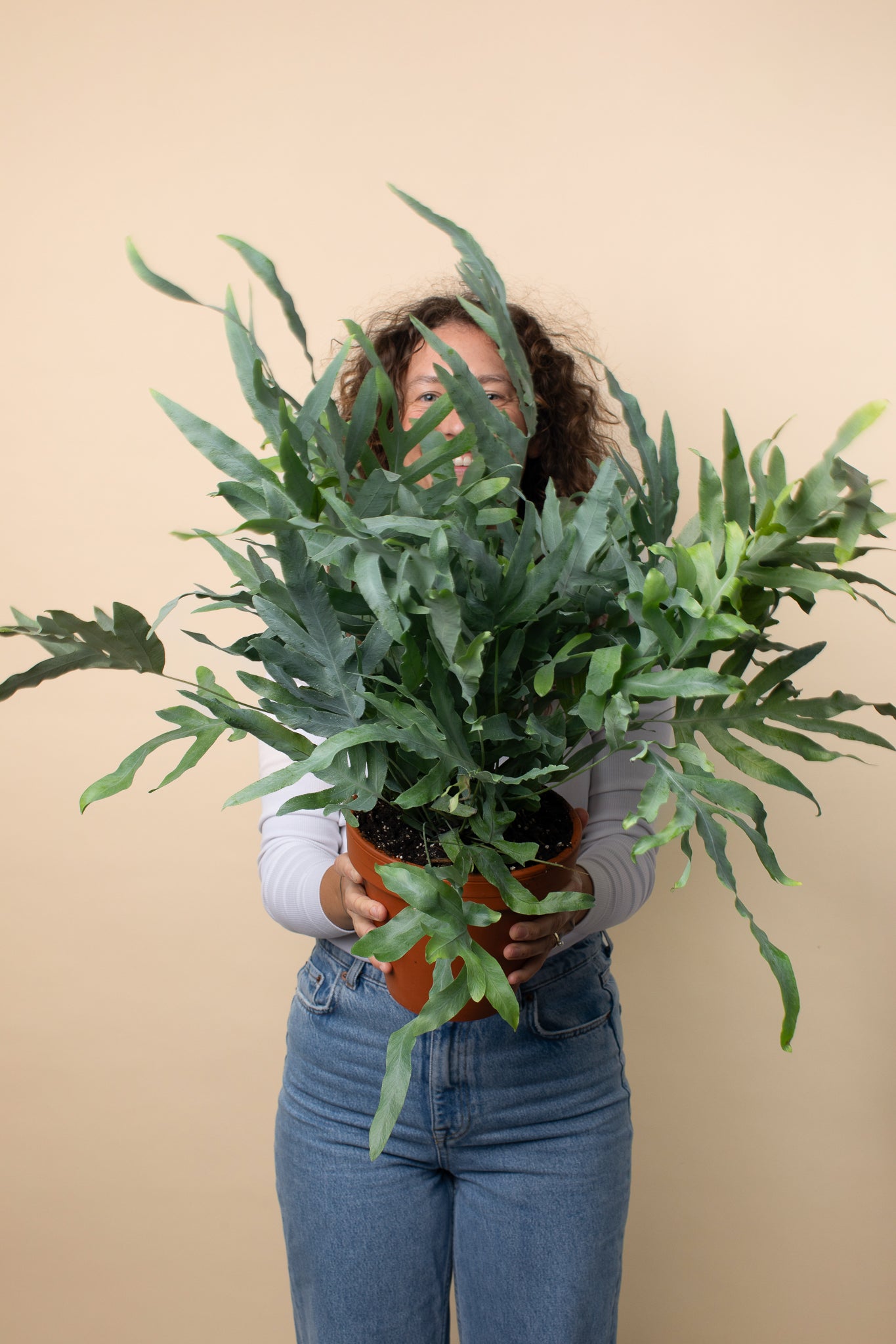 Phlebodium aureum