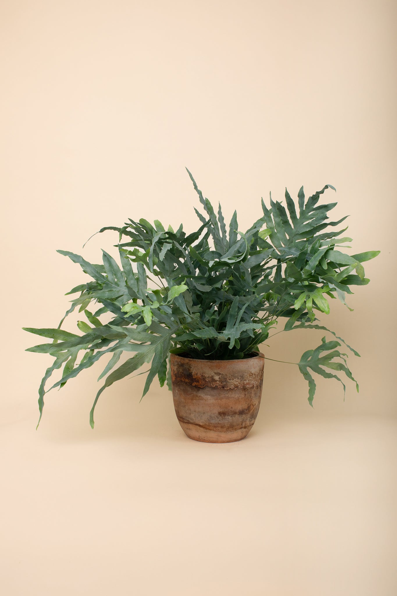 Phlebodium aureum
