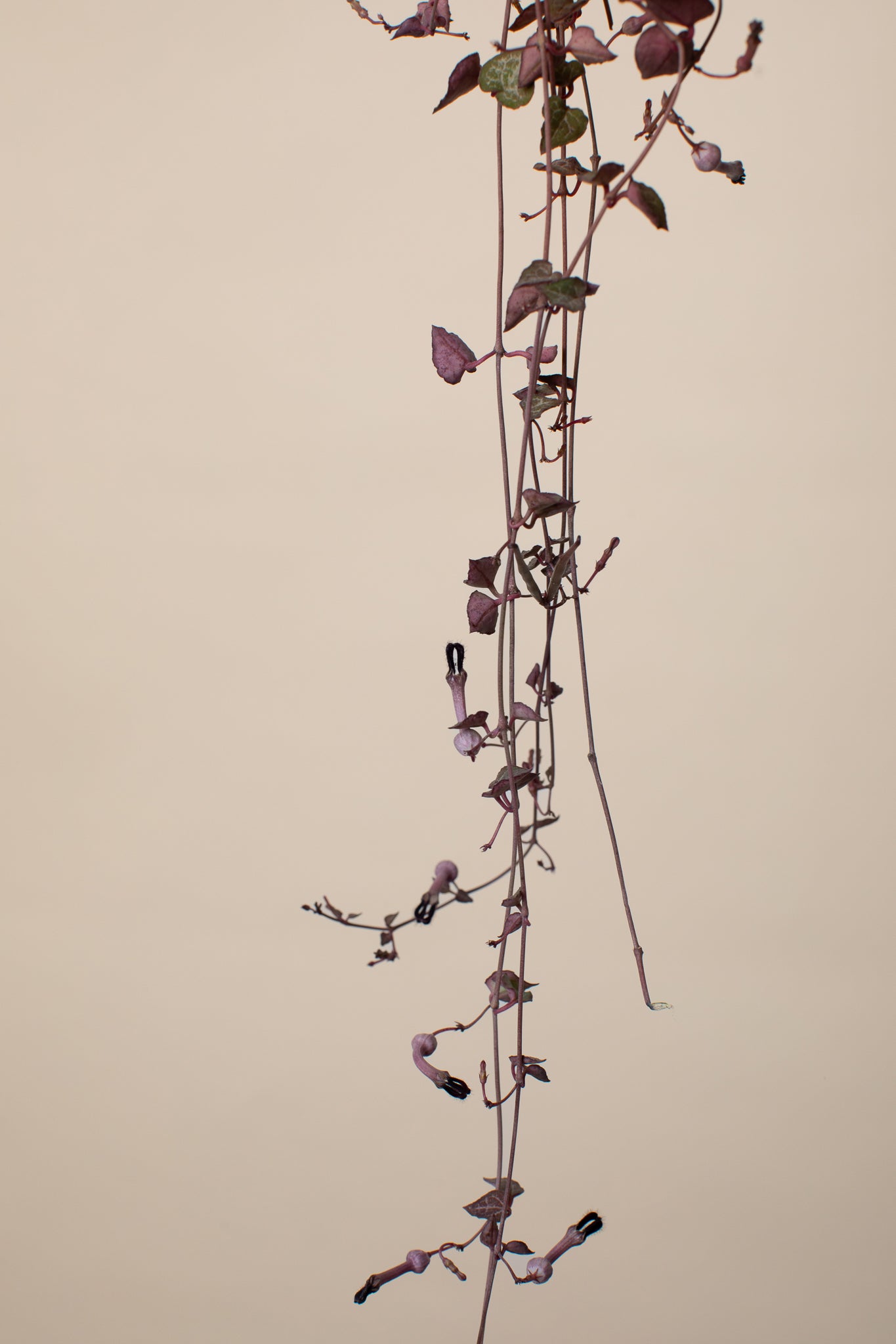 Semena: Svícník Woodův (Ceropegia Woodii) #slowplant