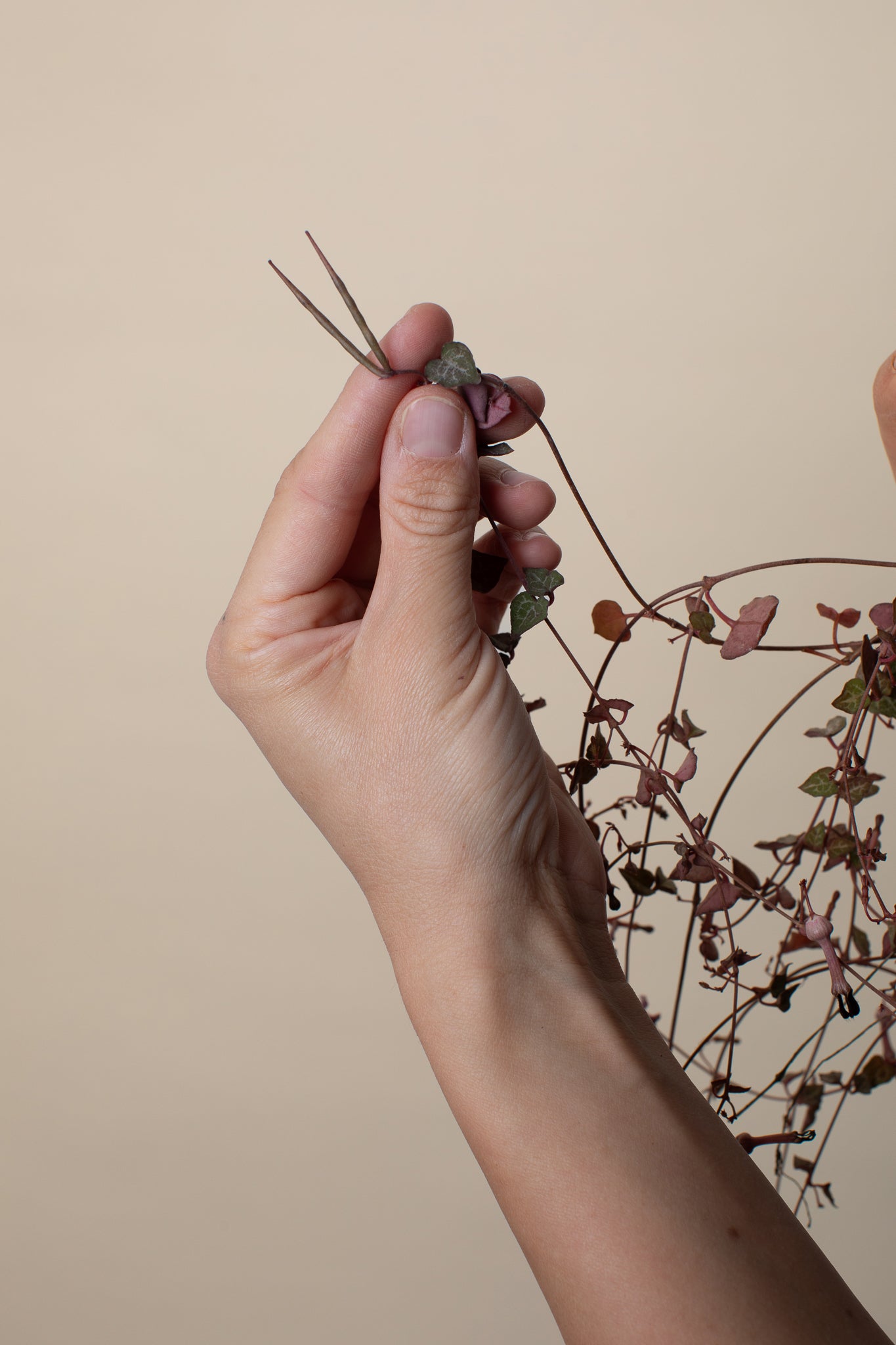 Semena: Svícník Woodův (Ceropegia Woodii) #slowplant