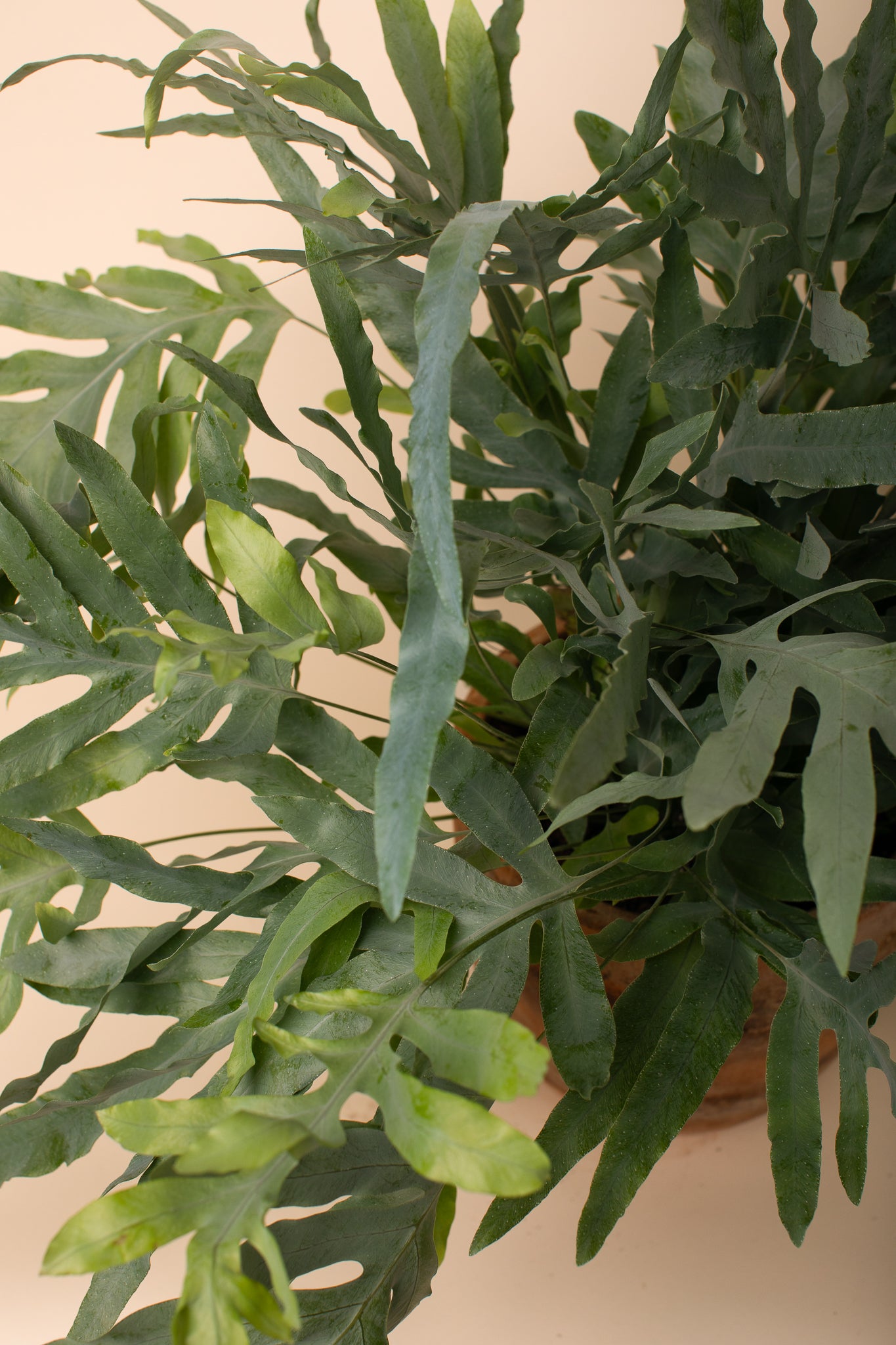 Phlebodium aureum