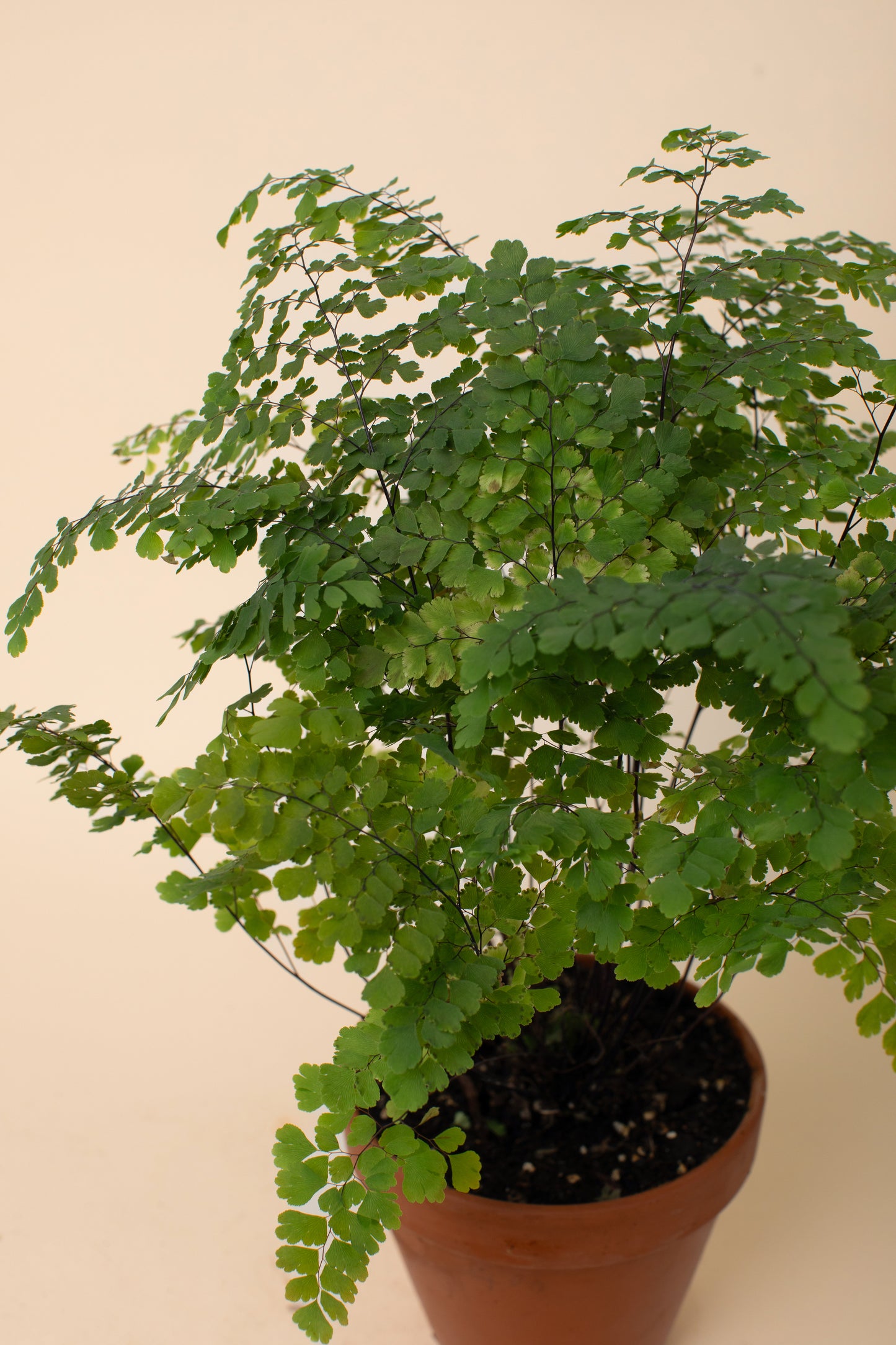 Adiantum raddianum Fragrans