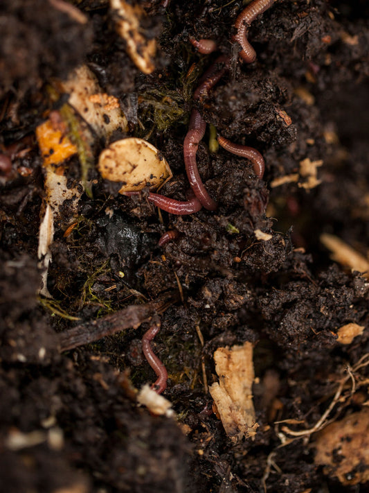 Násada žížal do vermikompostéru