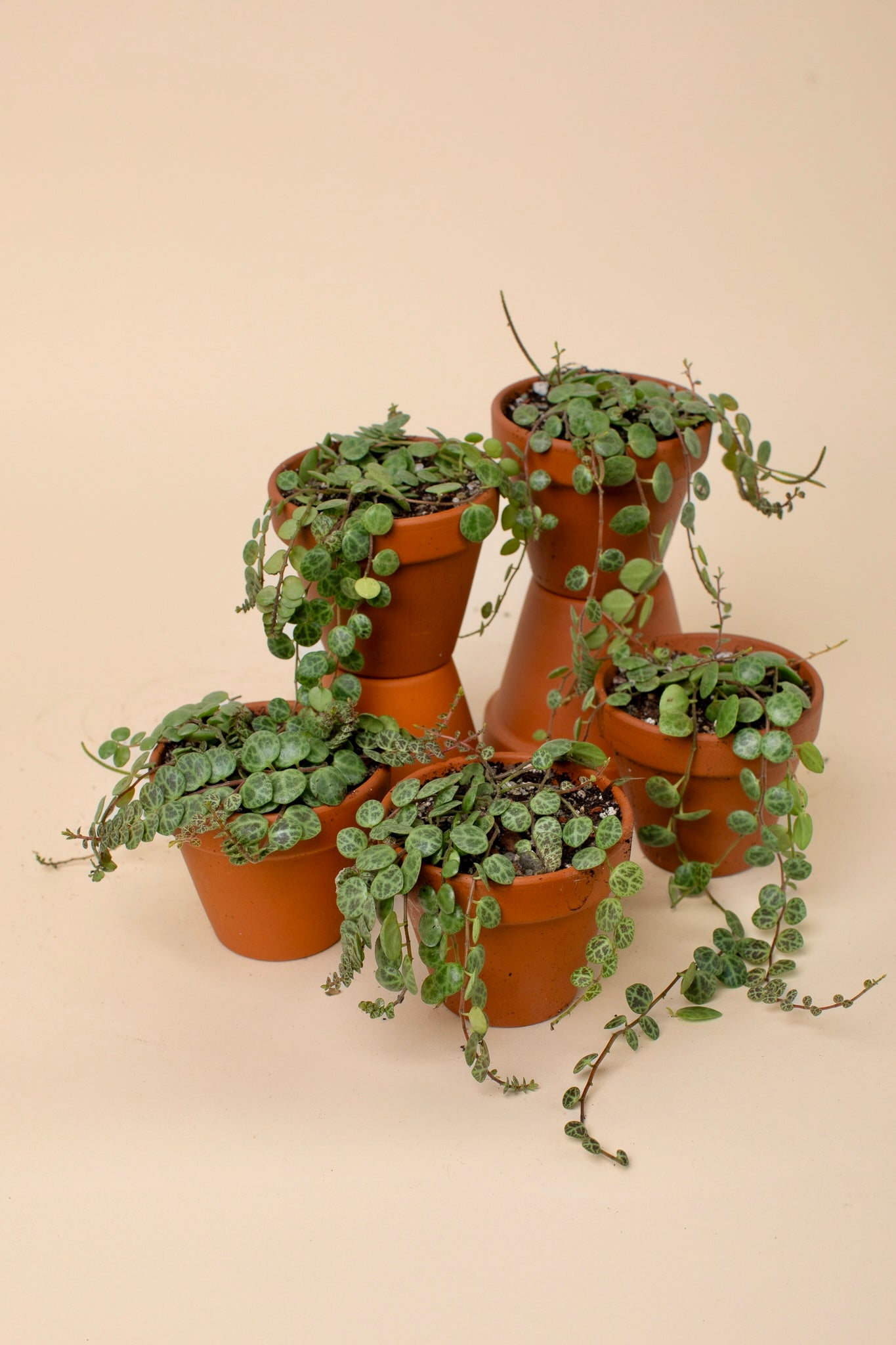 Peperomia prostrata
