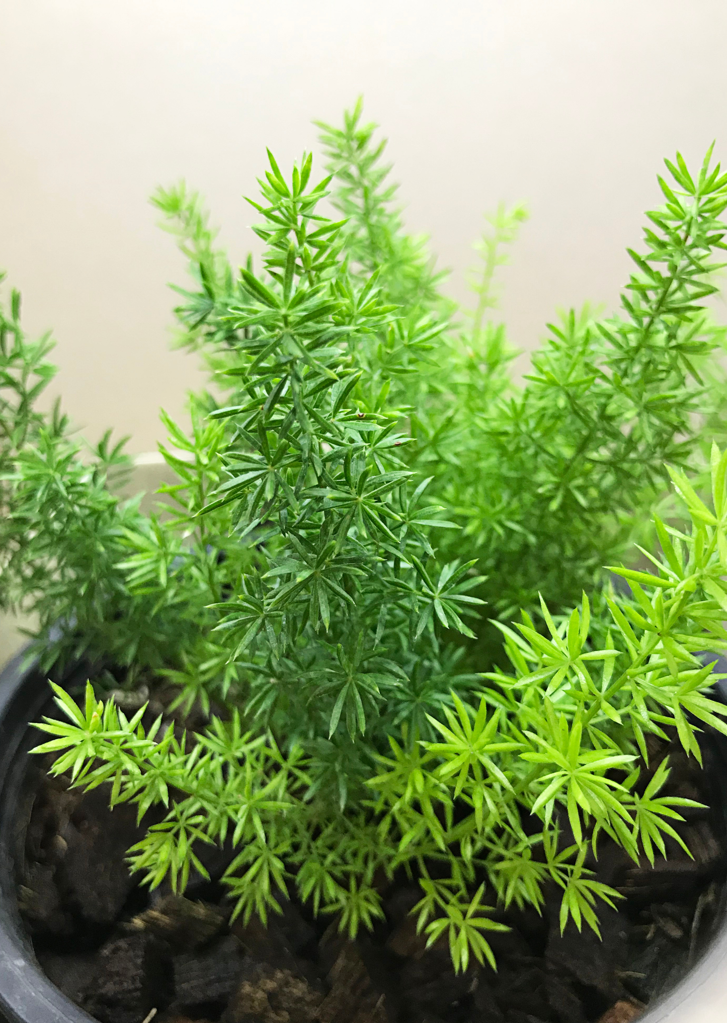 Semena: Asparagus Sprengeri