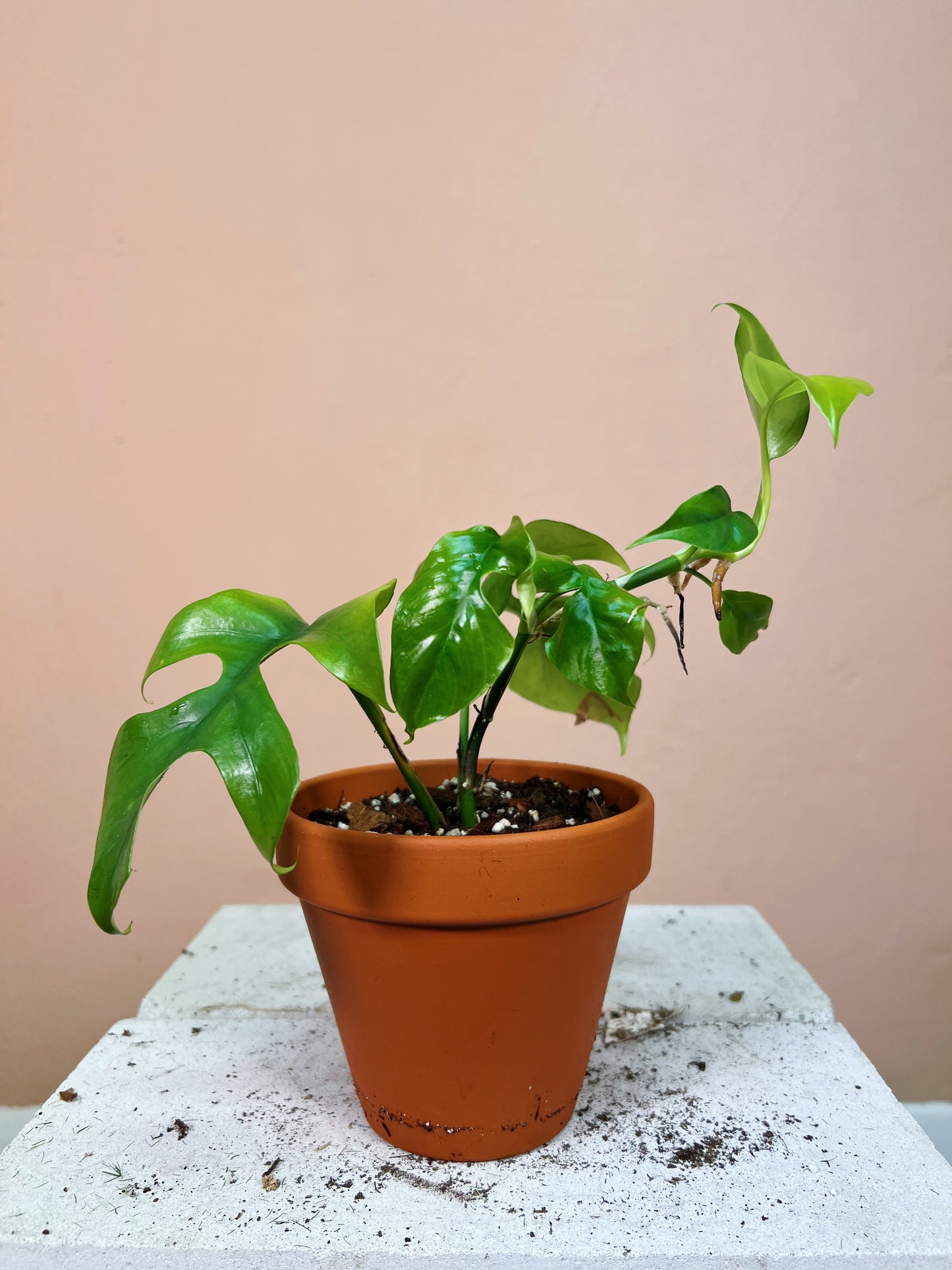 Rhaphidophora tetrasperma baby SLOW PLANT