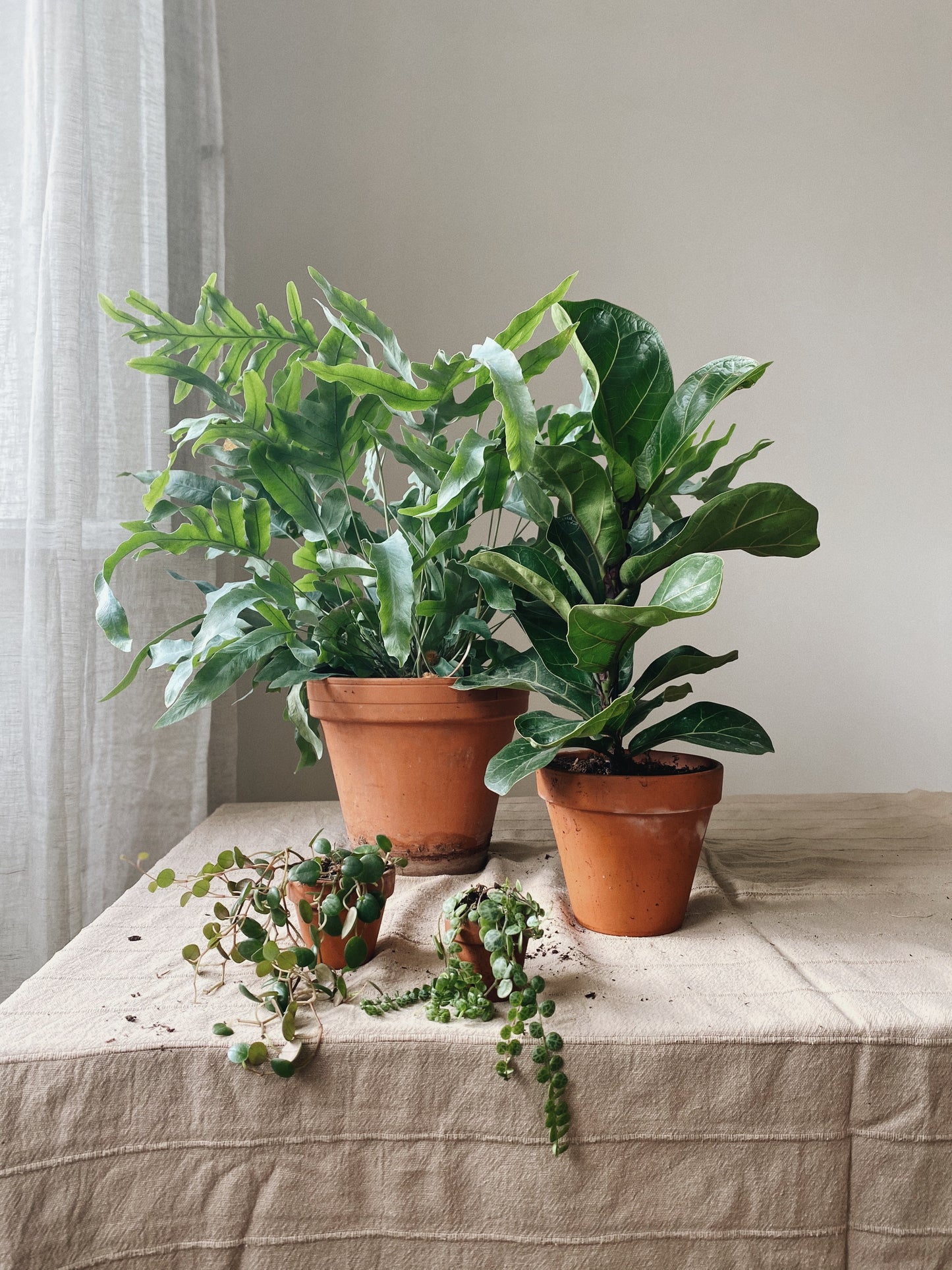 Phlebodium aureum