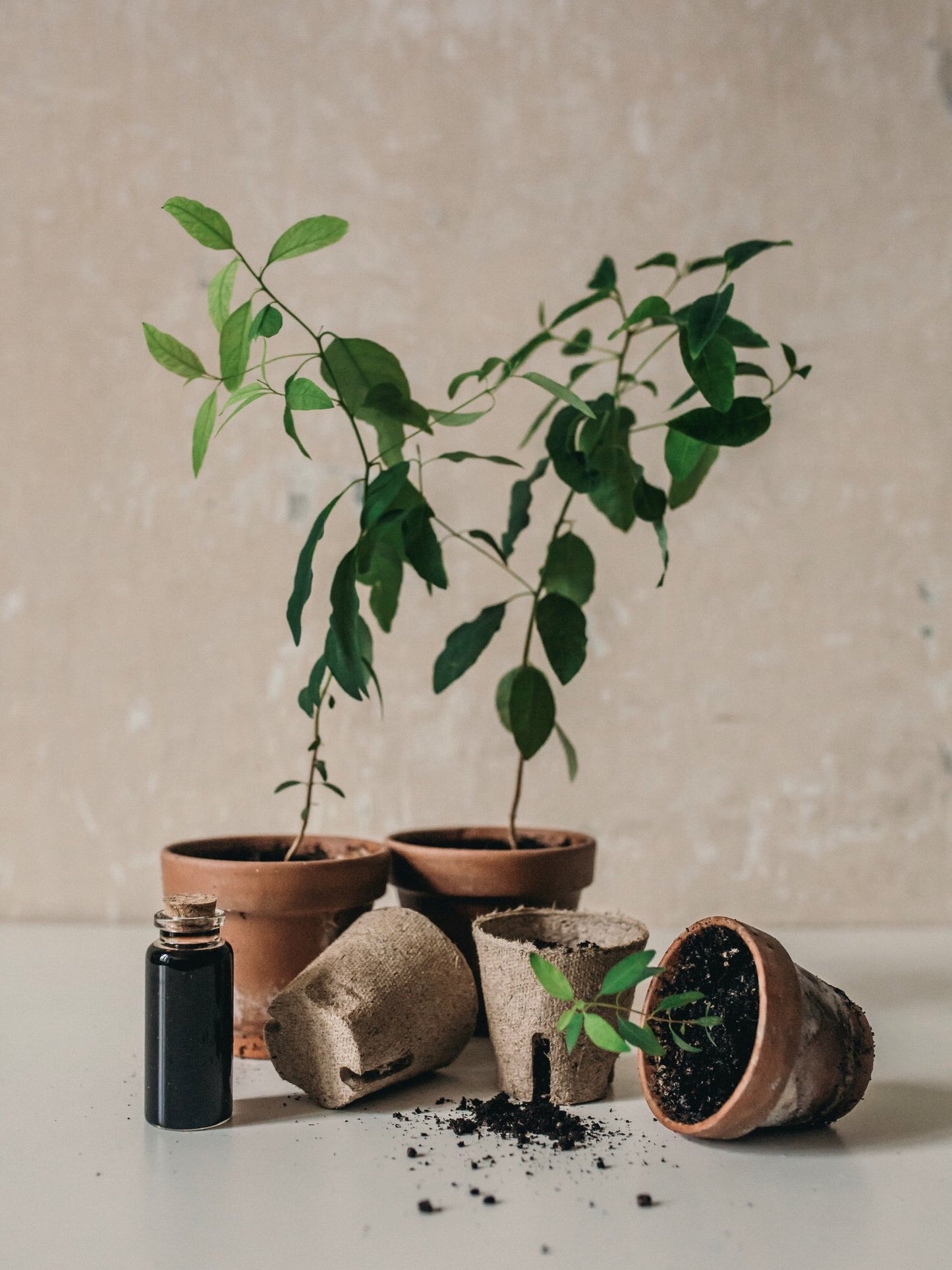 Semena: Eucalyptus Baby blue