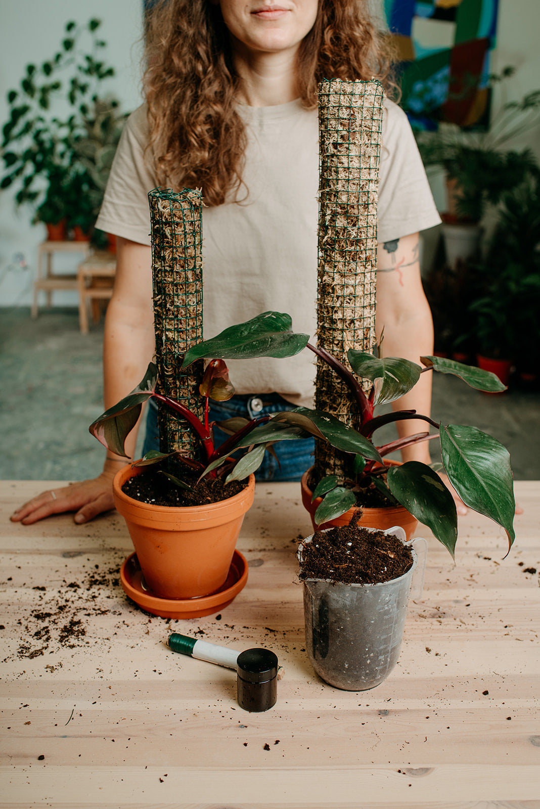 Dárkový balíček: rostlina a rašeliníková tyč