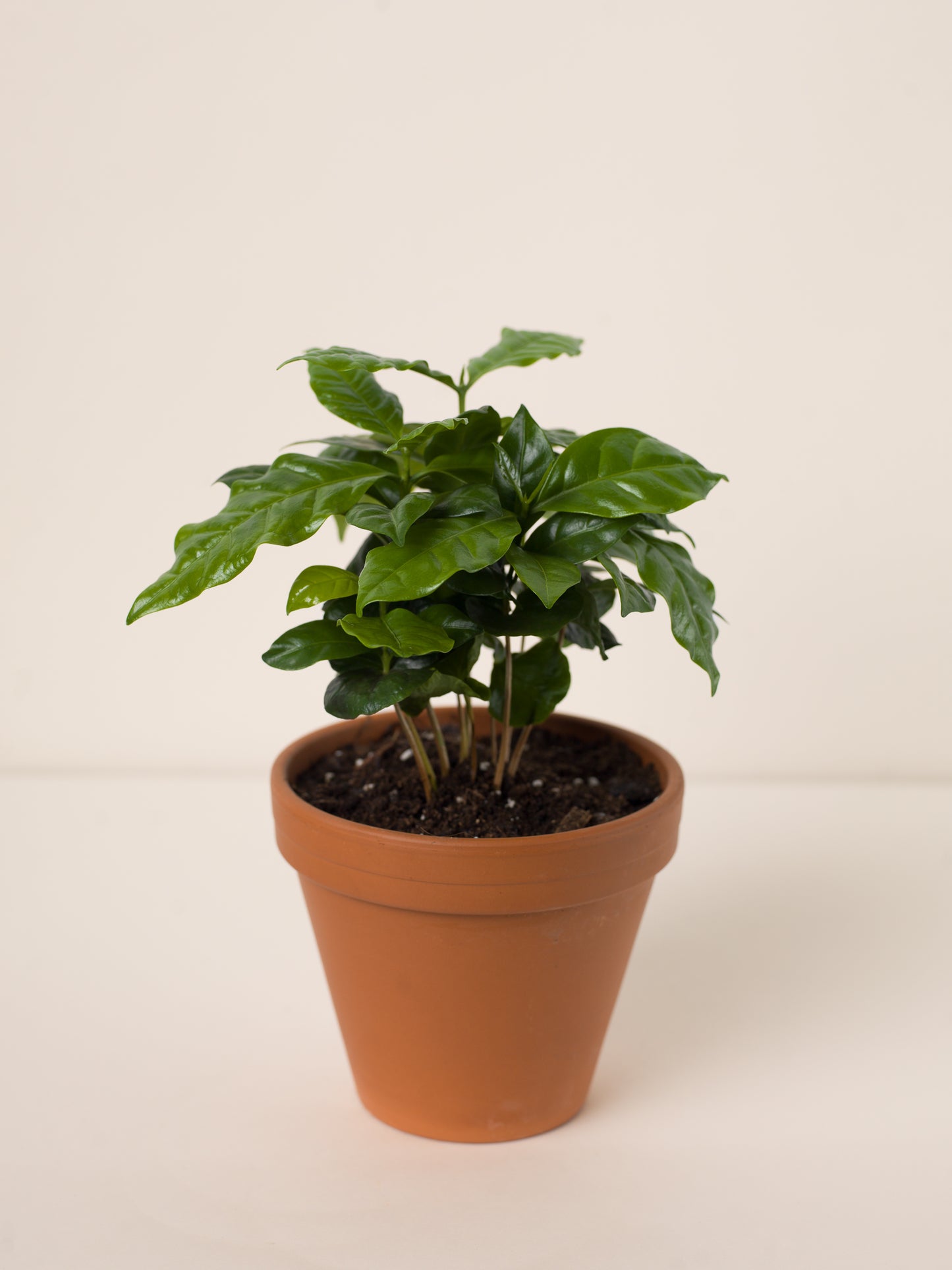 Coffea arabica baby #slowplant