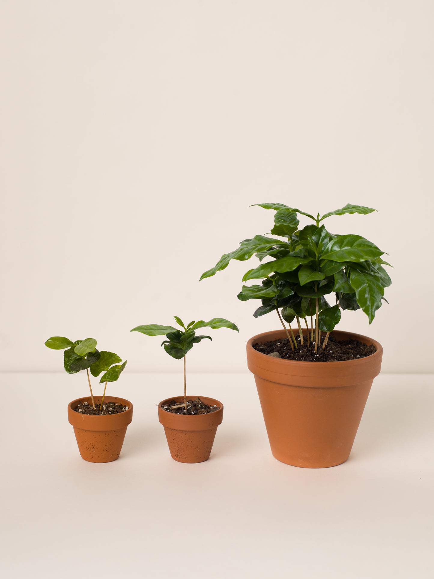 Semena: Kávovník arabský (coffea arabica)