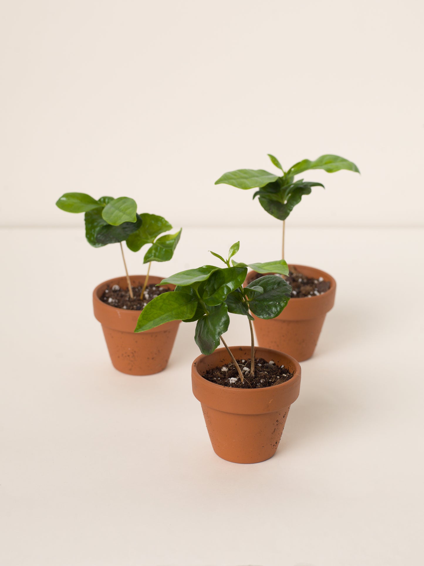 Semena: Kávovník arabský (coffea arabica)