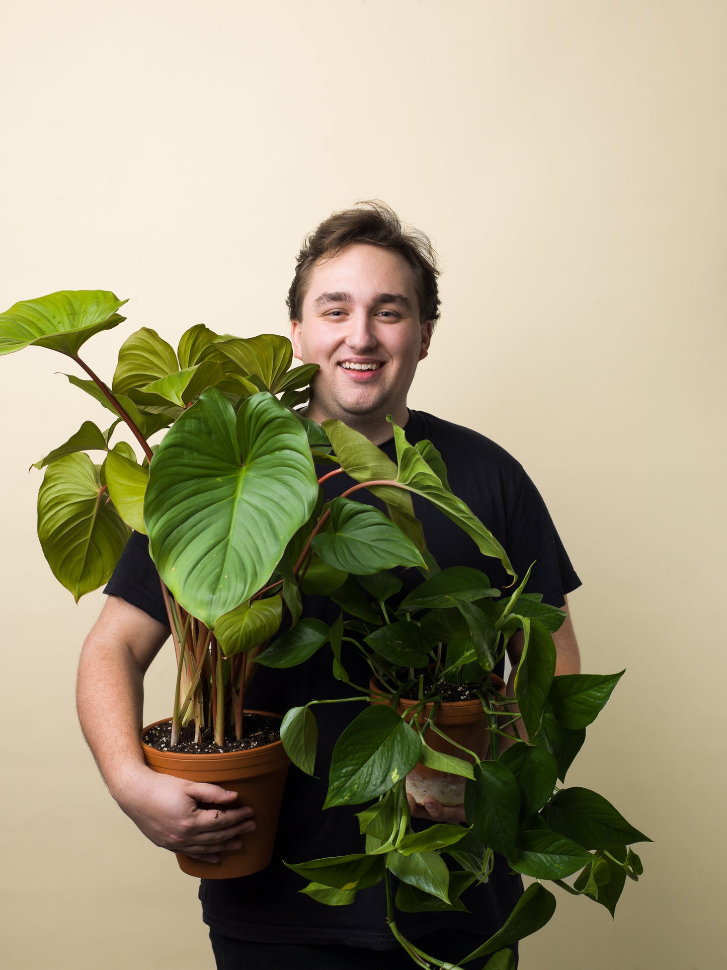 Epipremnum aureum