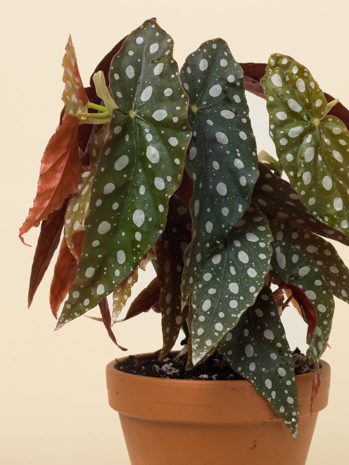 Begonia maculata wightii