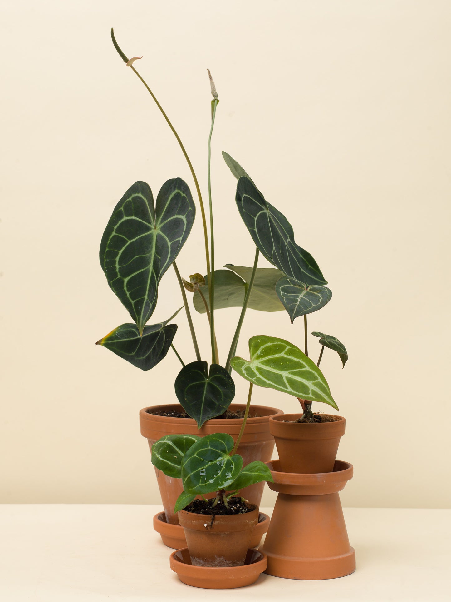 Anthurium clarinervium