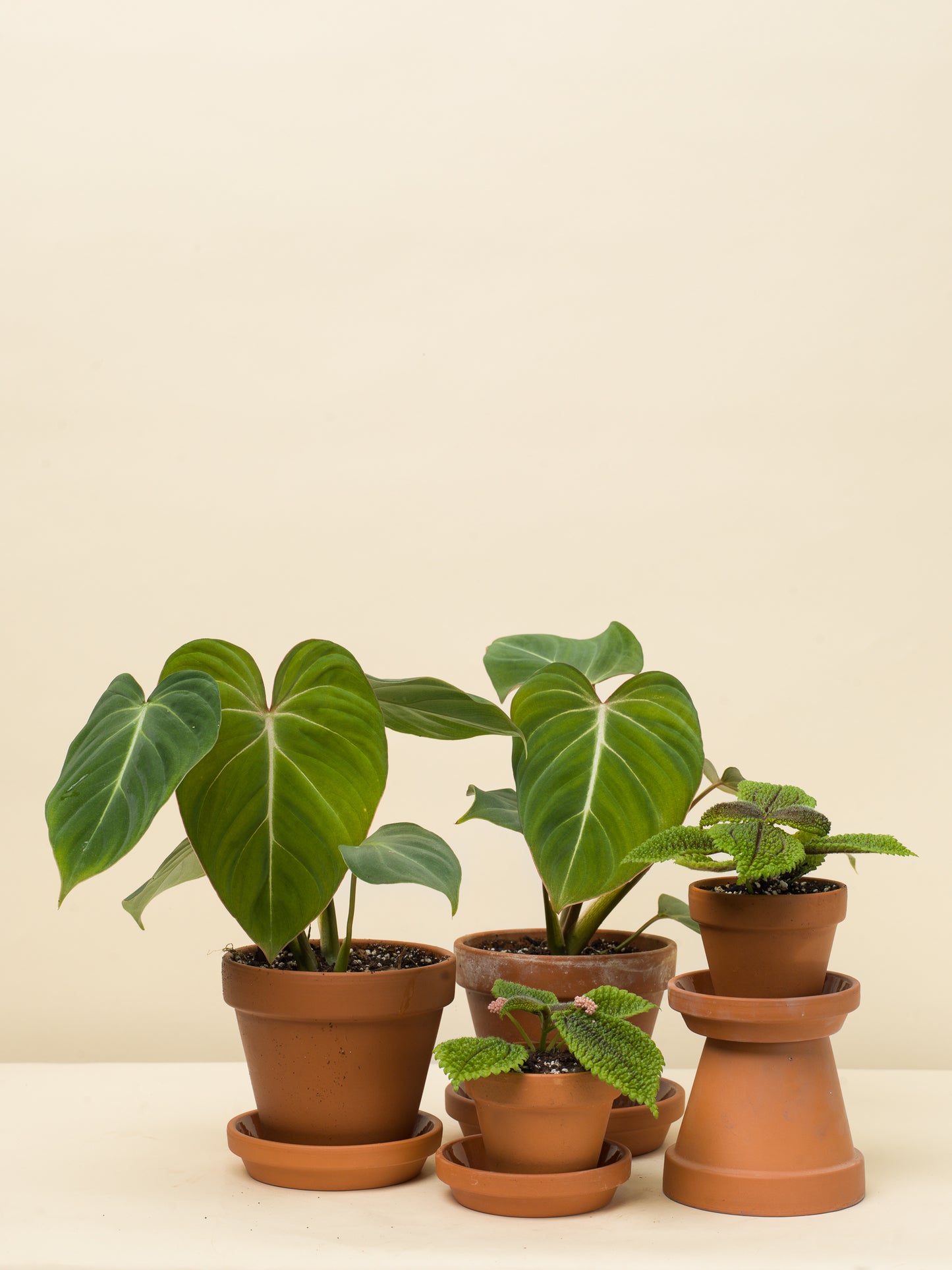 Philodendron gloriosum