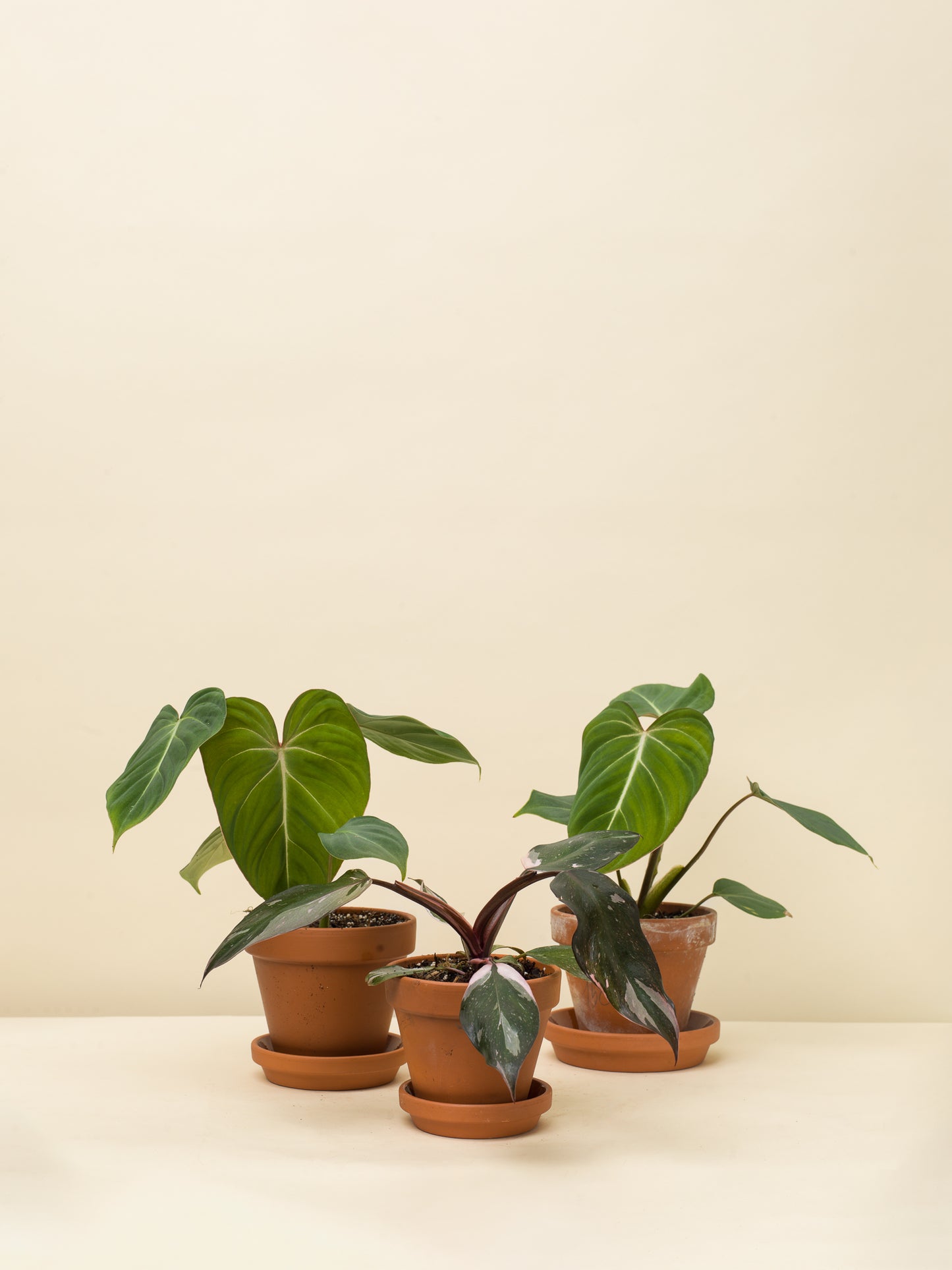 Philodendron gloriosum